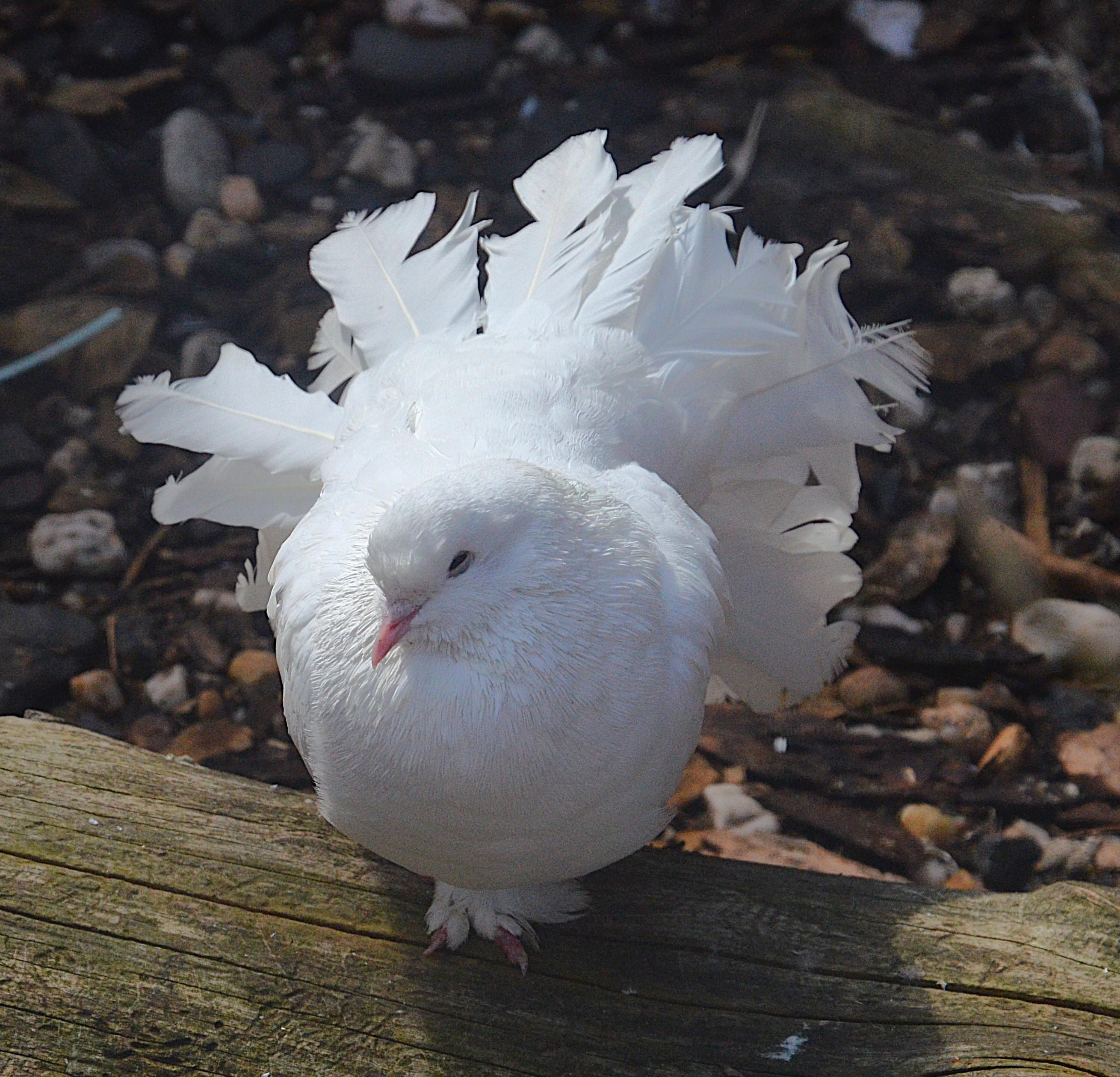 Selský dvorek Veteráni Litvínov foto 3