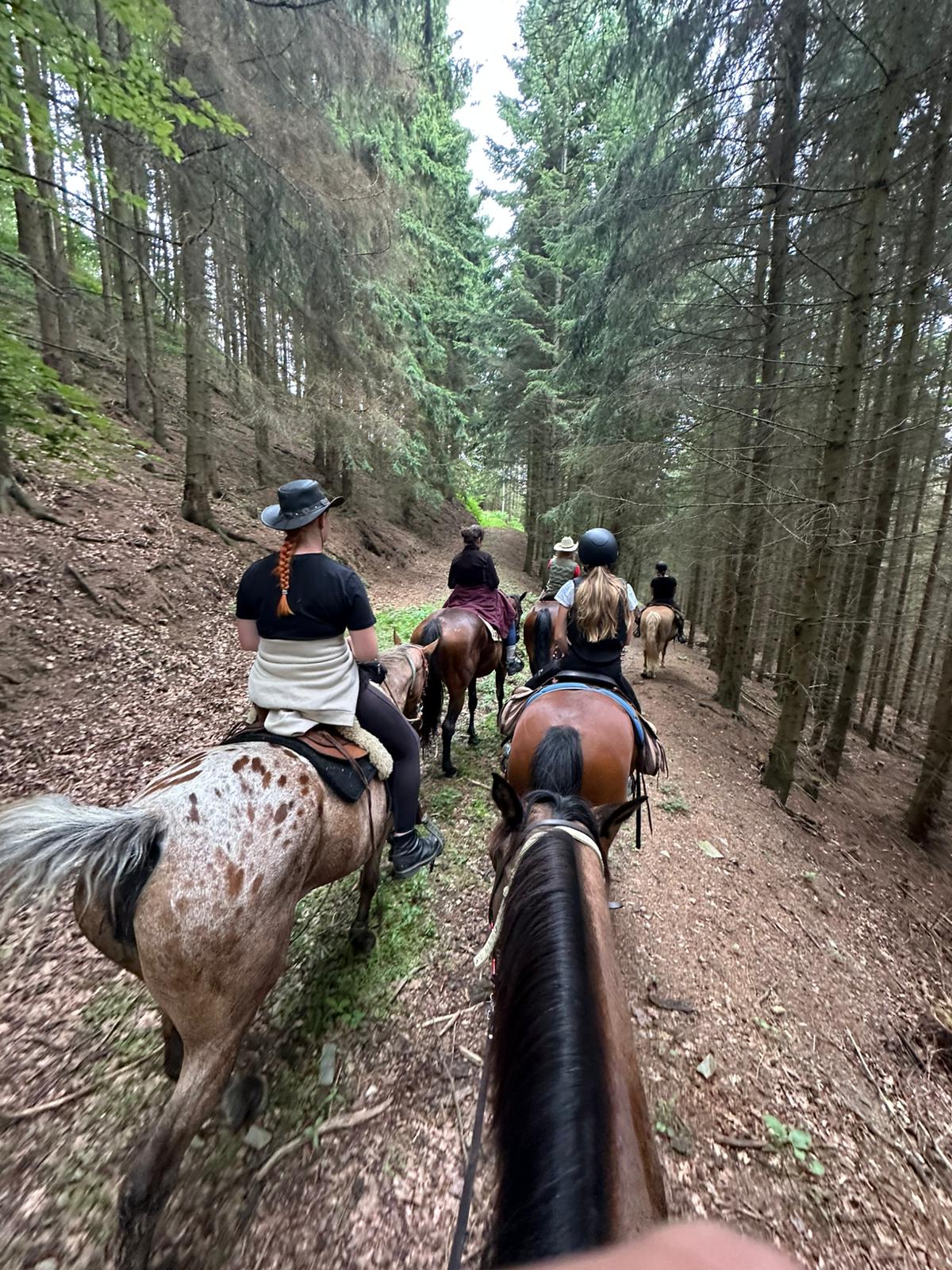 Horse Activity foto 3