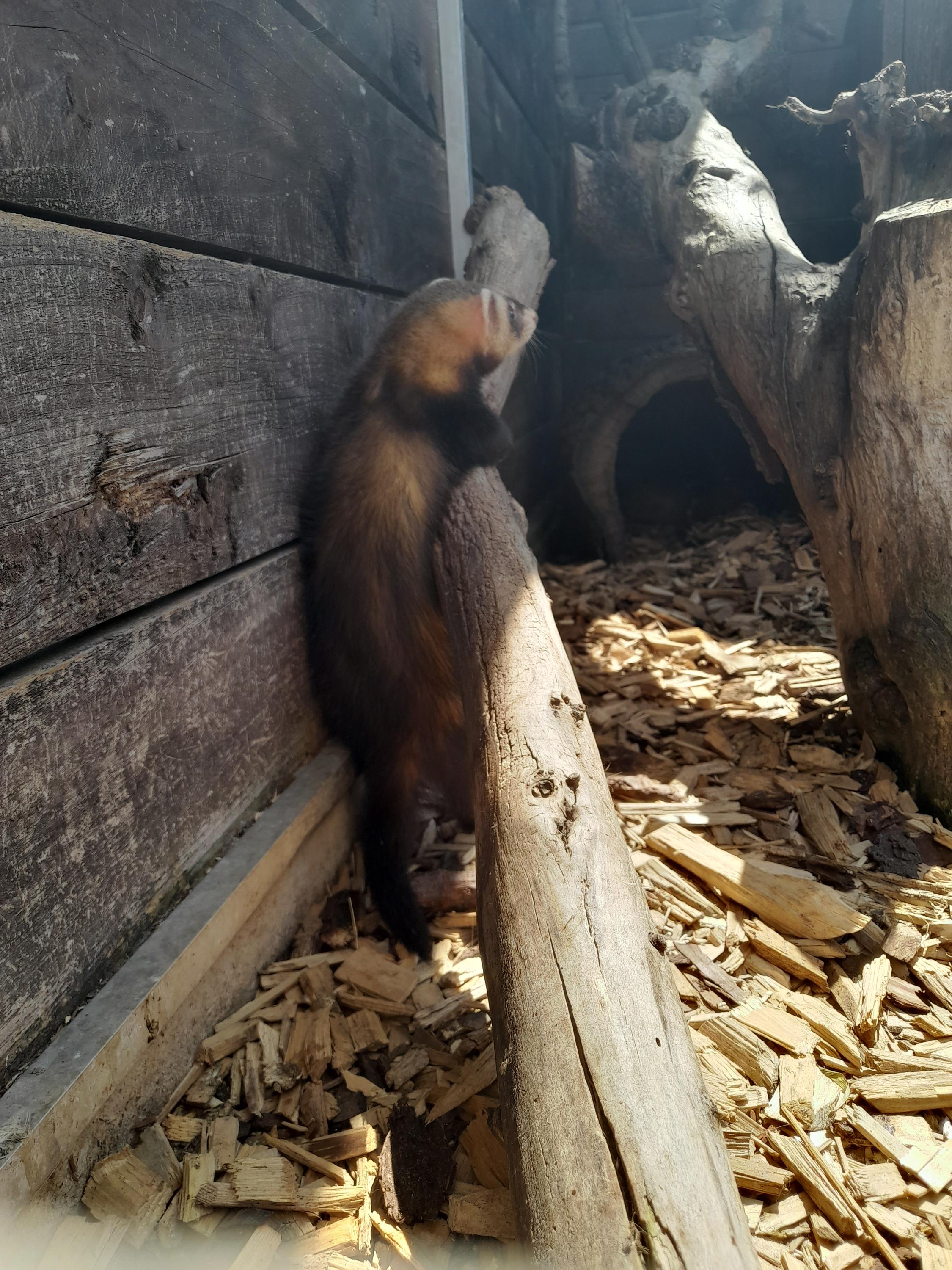 minizoo Vendryně foto 6