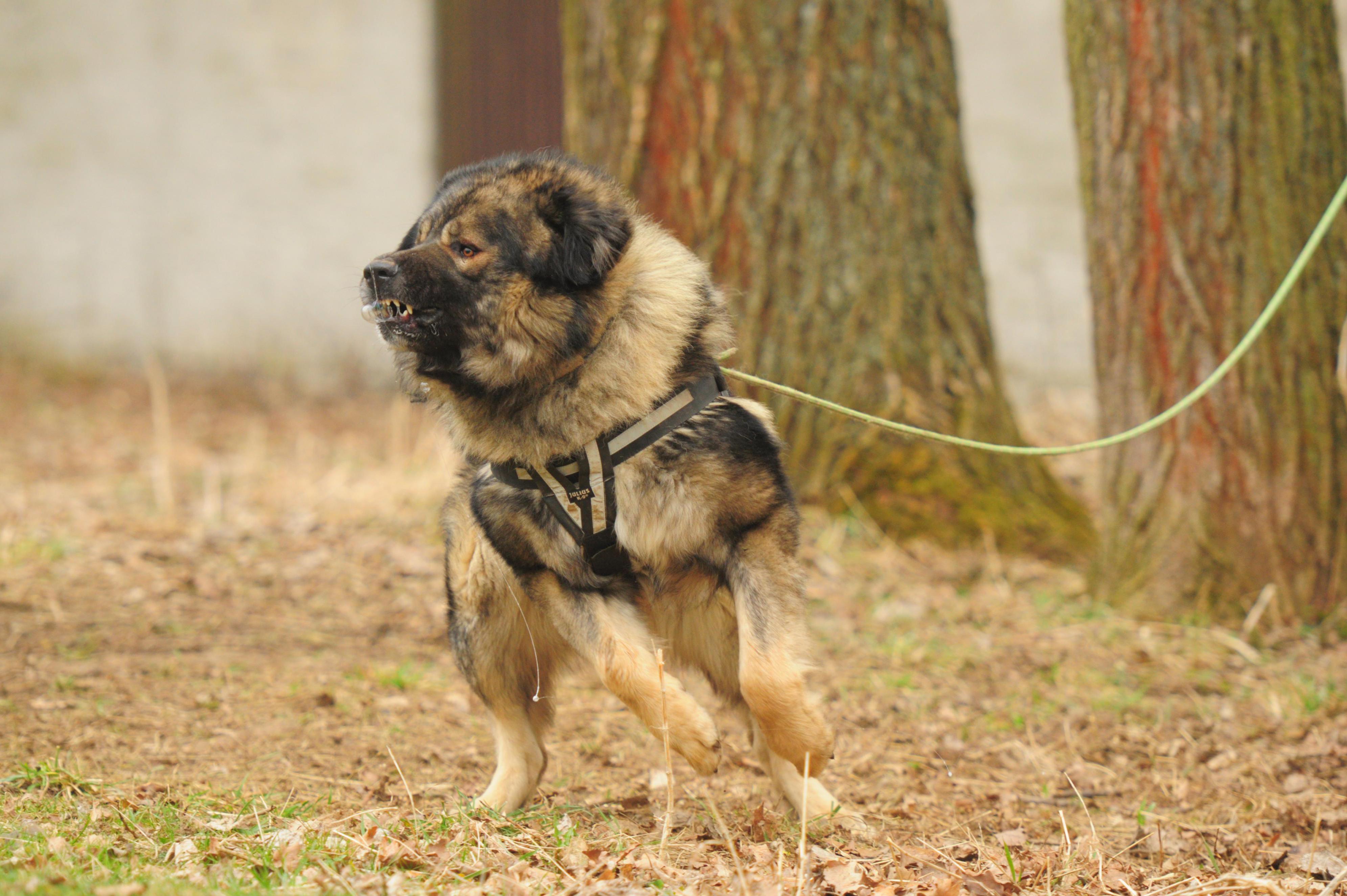 Chovatelská stanice Lištička K9 (CCOC)