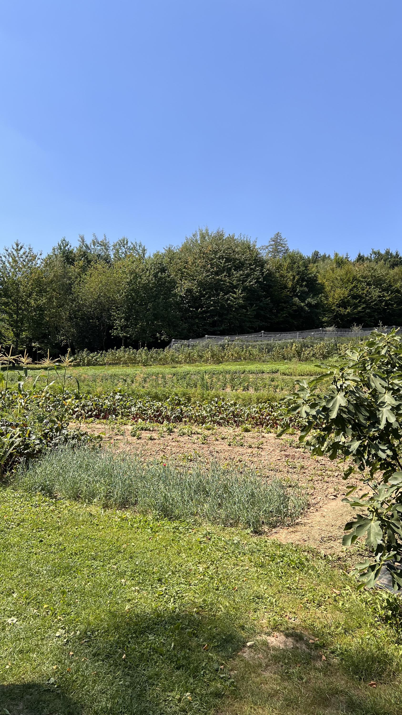 Farma KVĚTOMLUVA foto 5