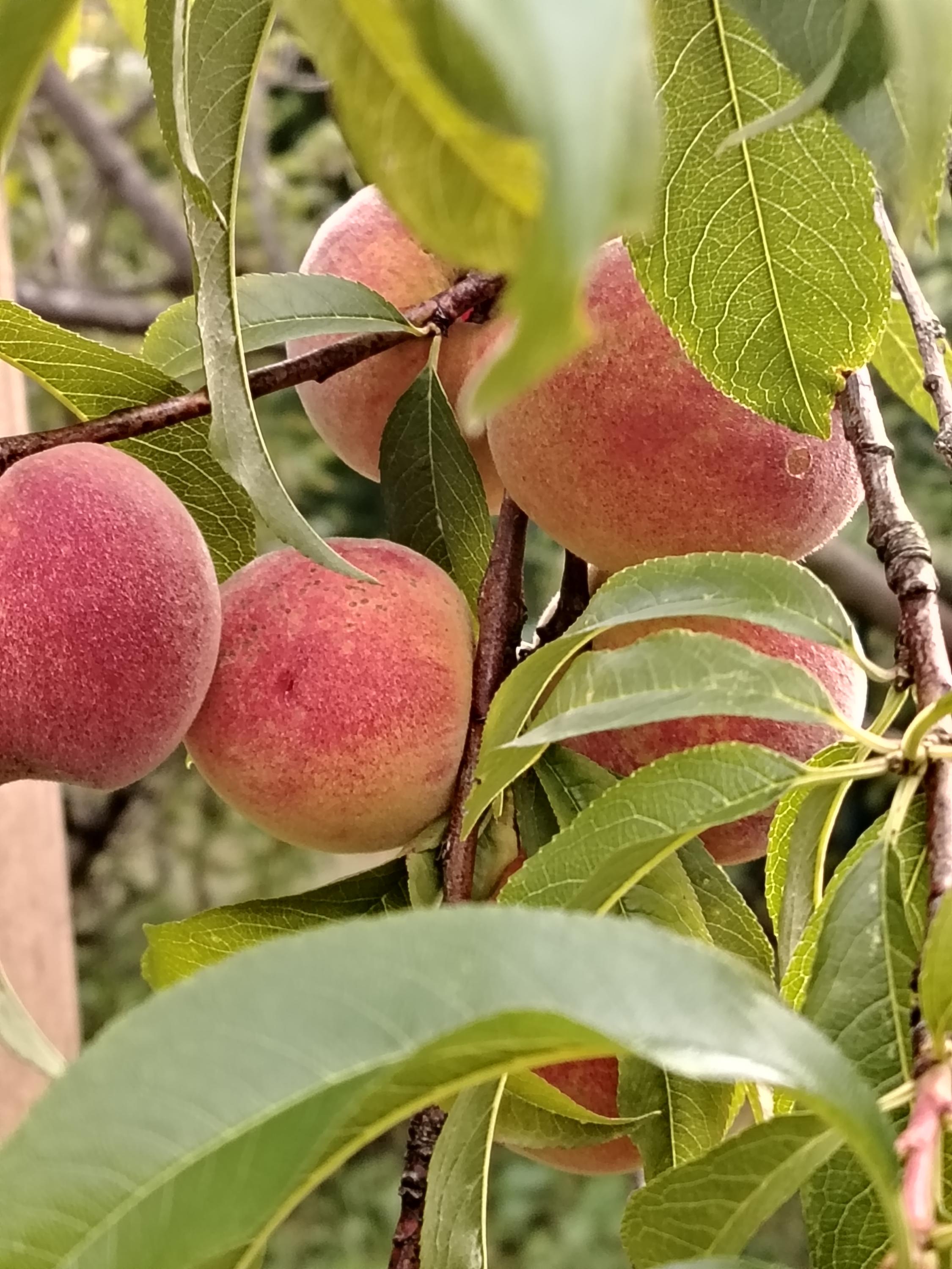 Jelenina chata foto 2