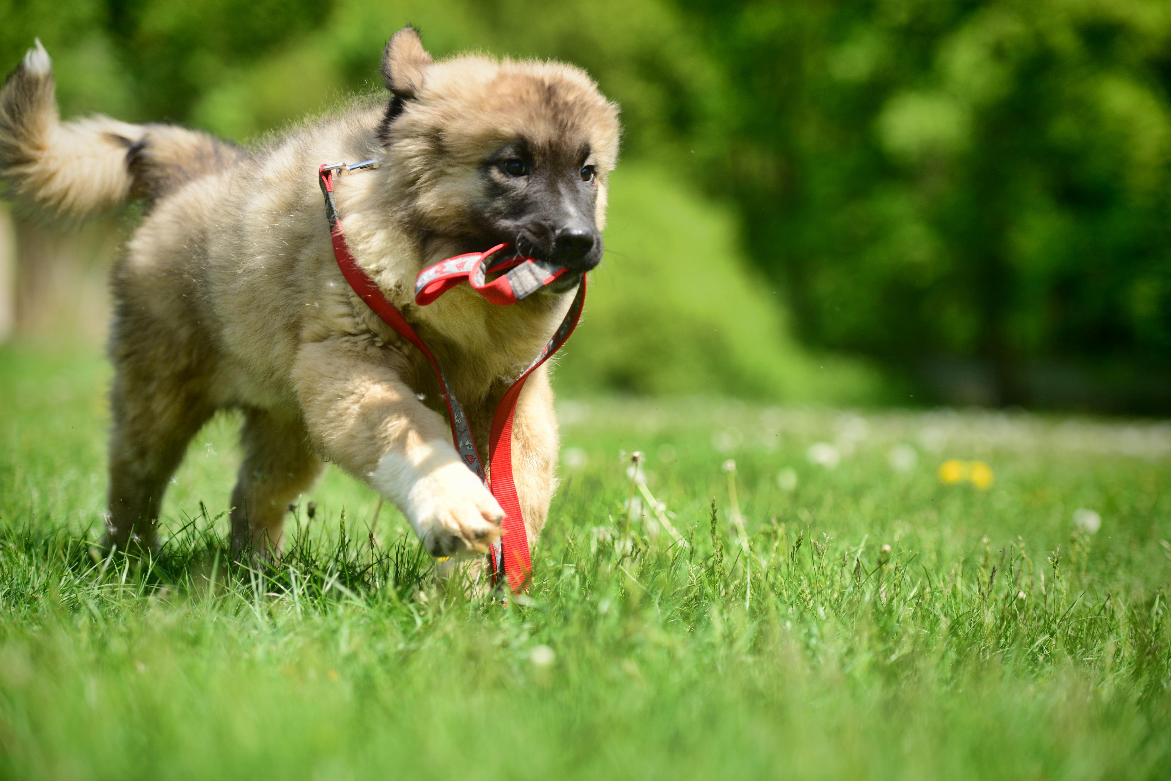 Chovatelská stanice Lištička K9 (CCOC) foto 3