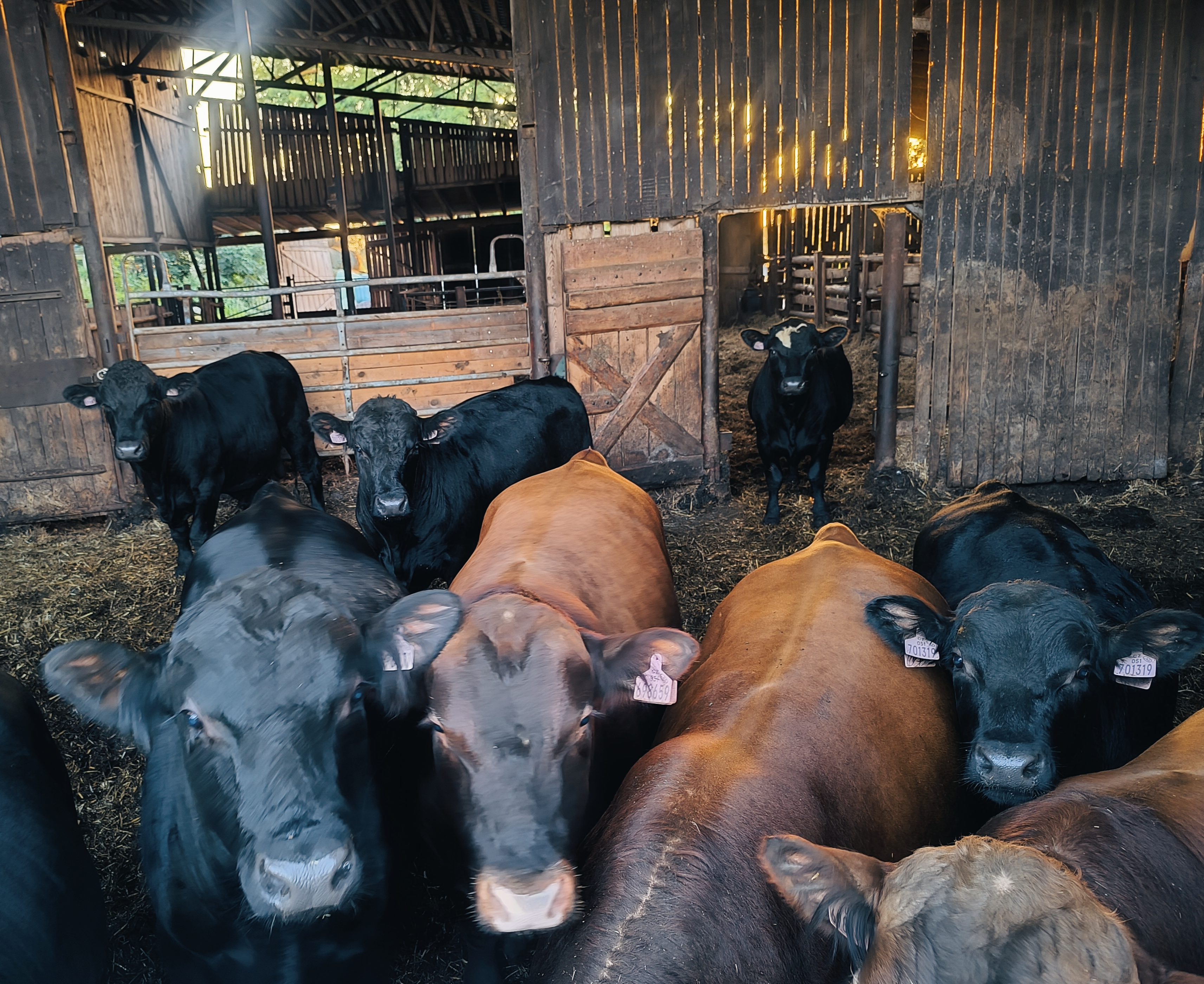 Ekofarma U Kotyků foto 3