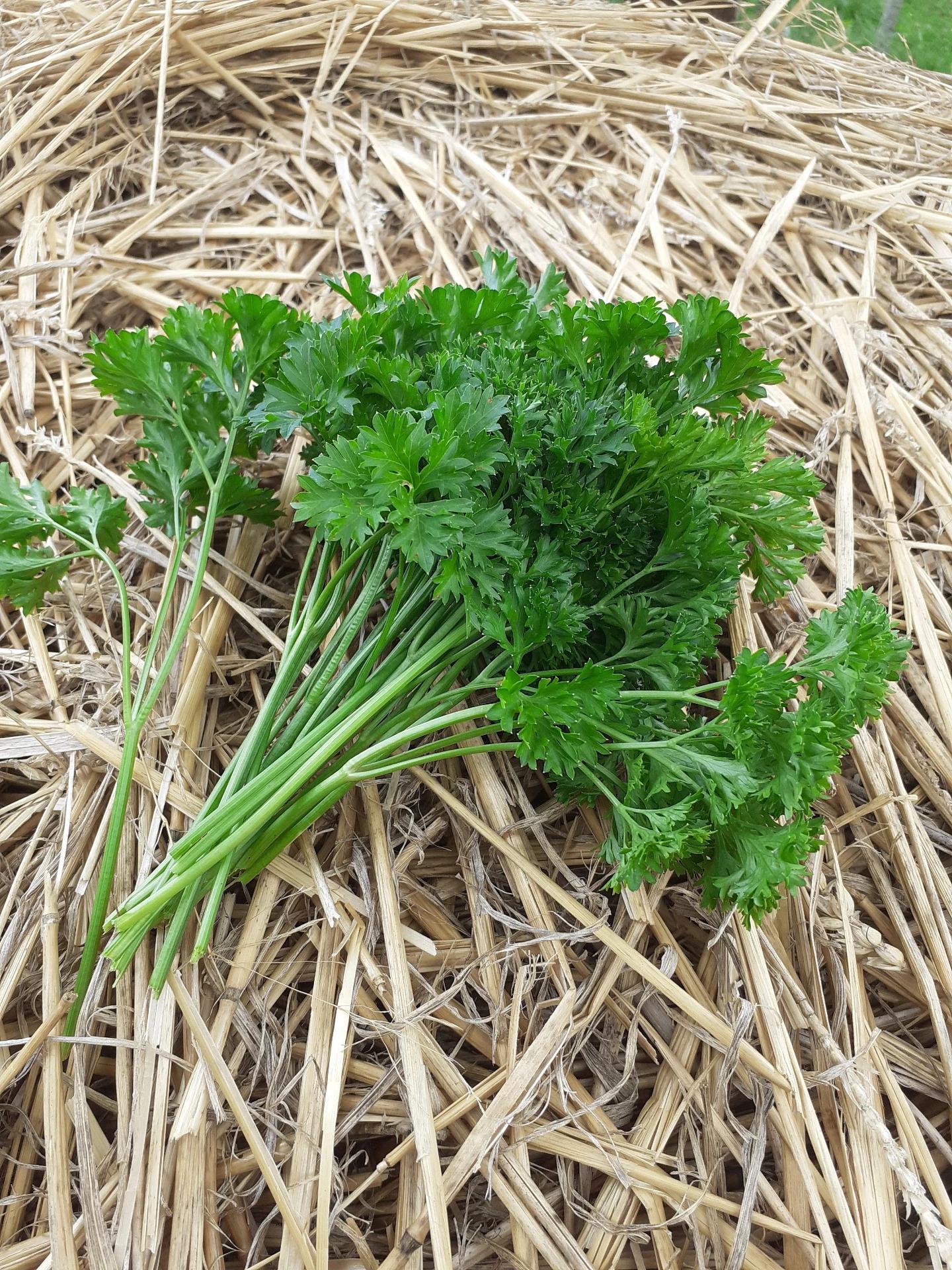 Rodinná farma Mahouš foto 3