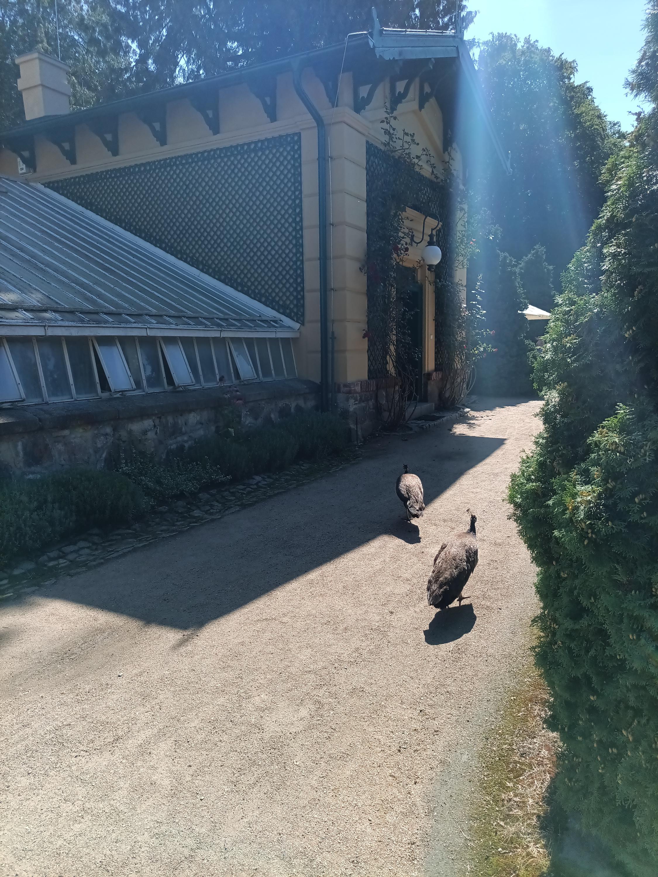 Růžová Kavárna foto 4