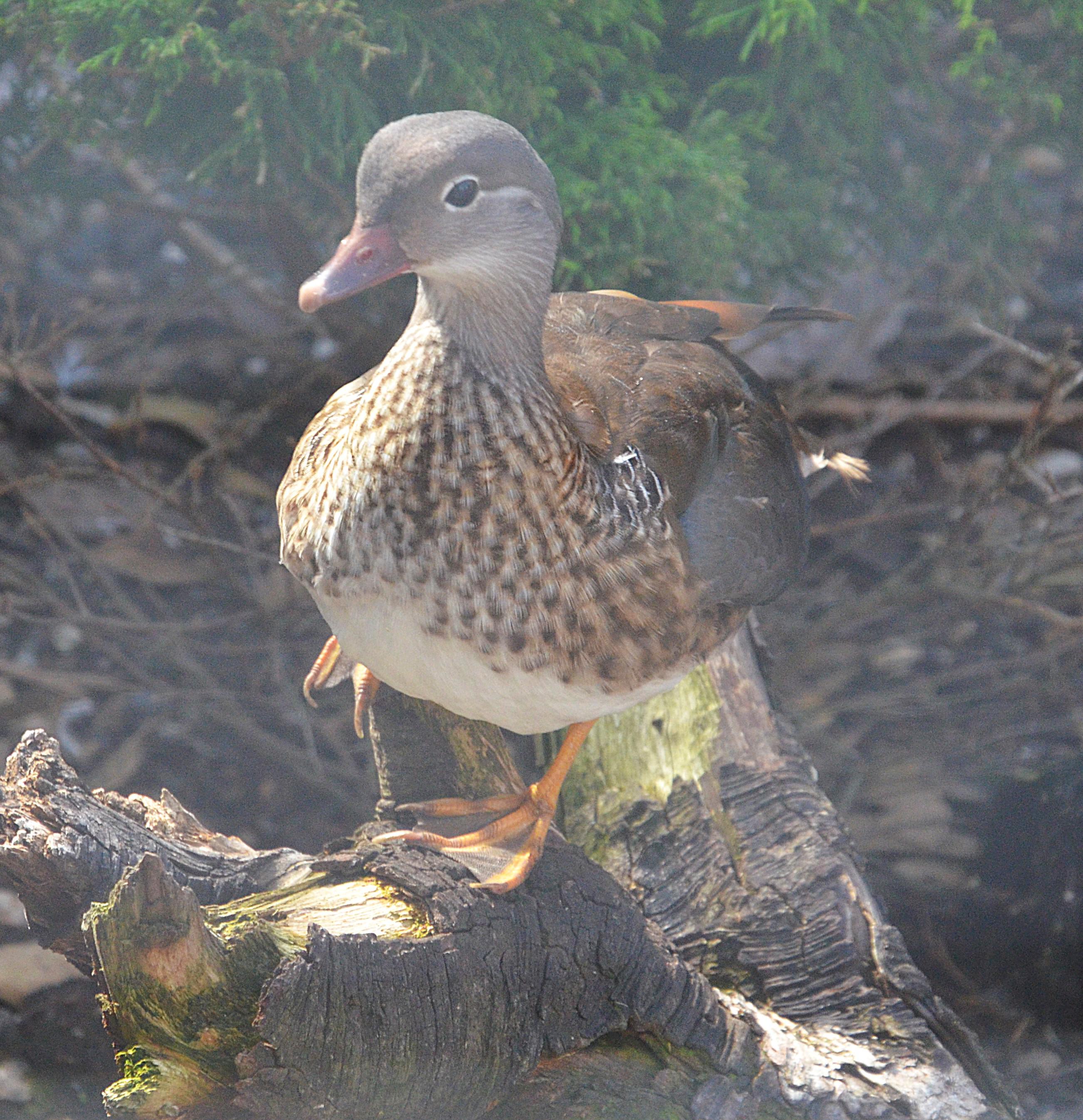 Selský dvorek Veteráni Litvínov foto 2