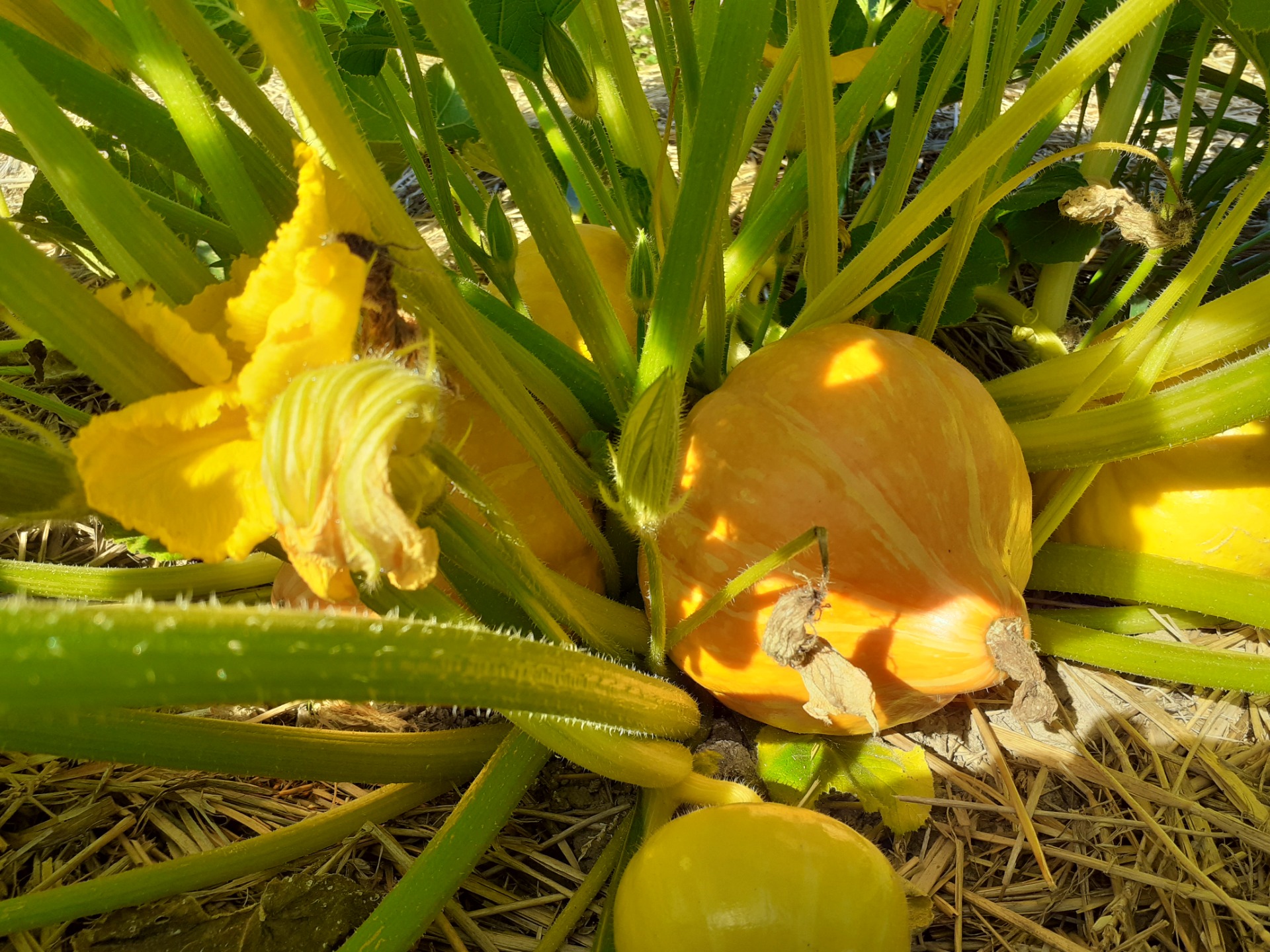 Rodinná farma Mahouš foto 4