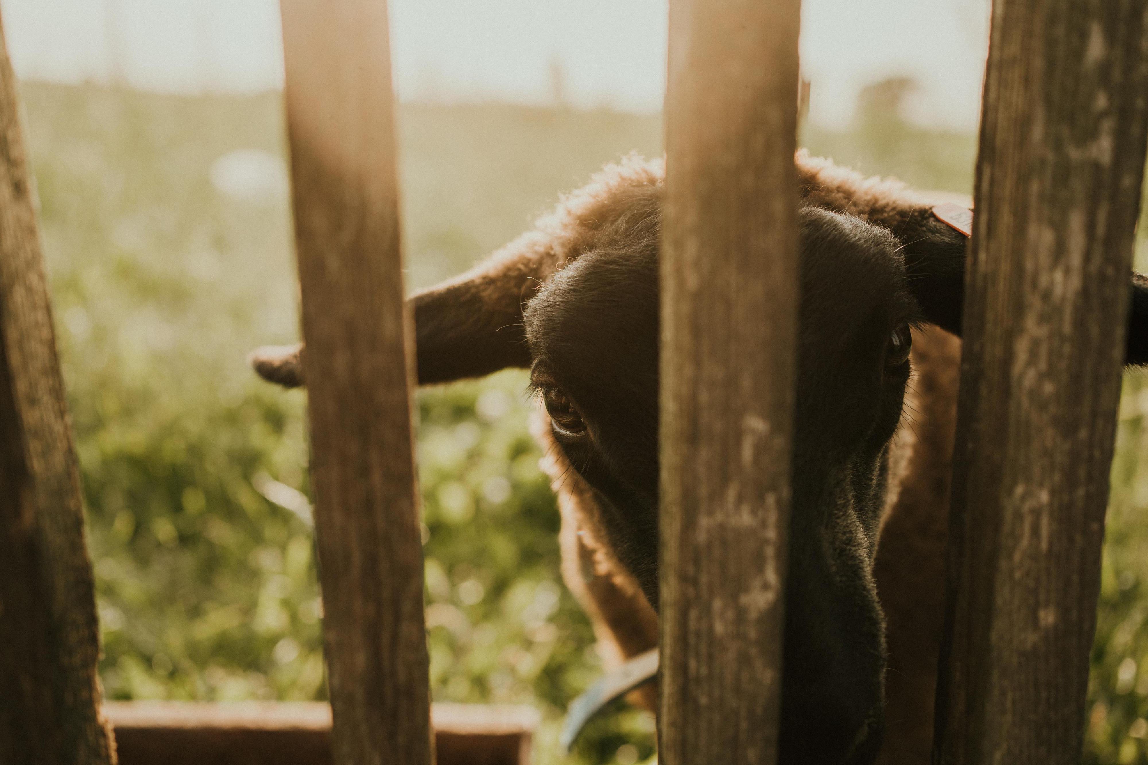 Altromutěnice, s.r.o. foto 6