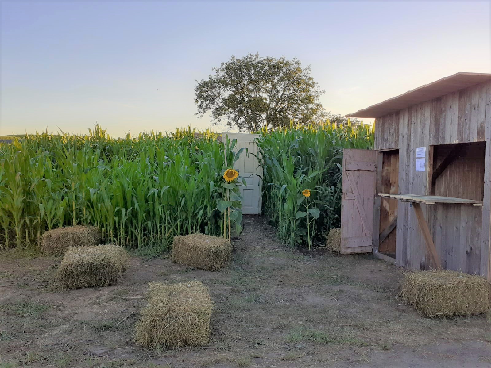 Kukuřište- Kukuřičné Bludiště foto 4
