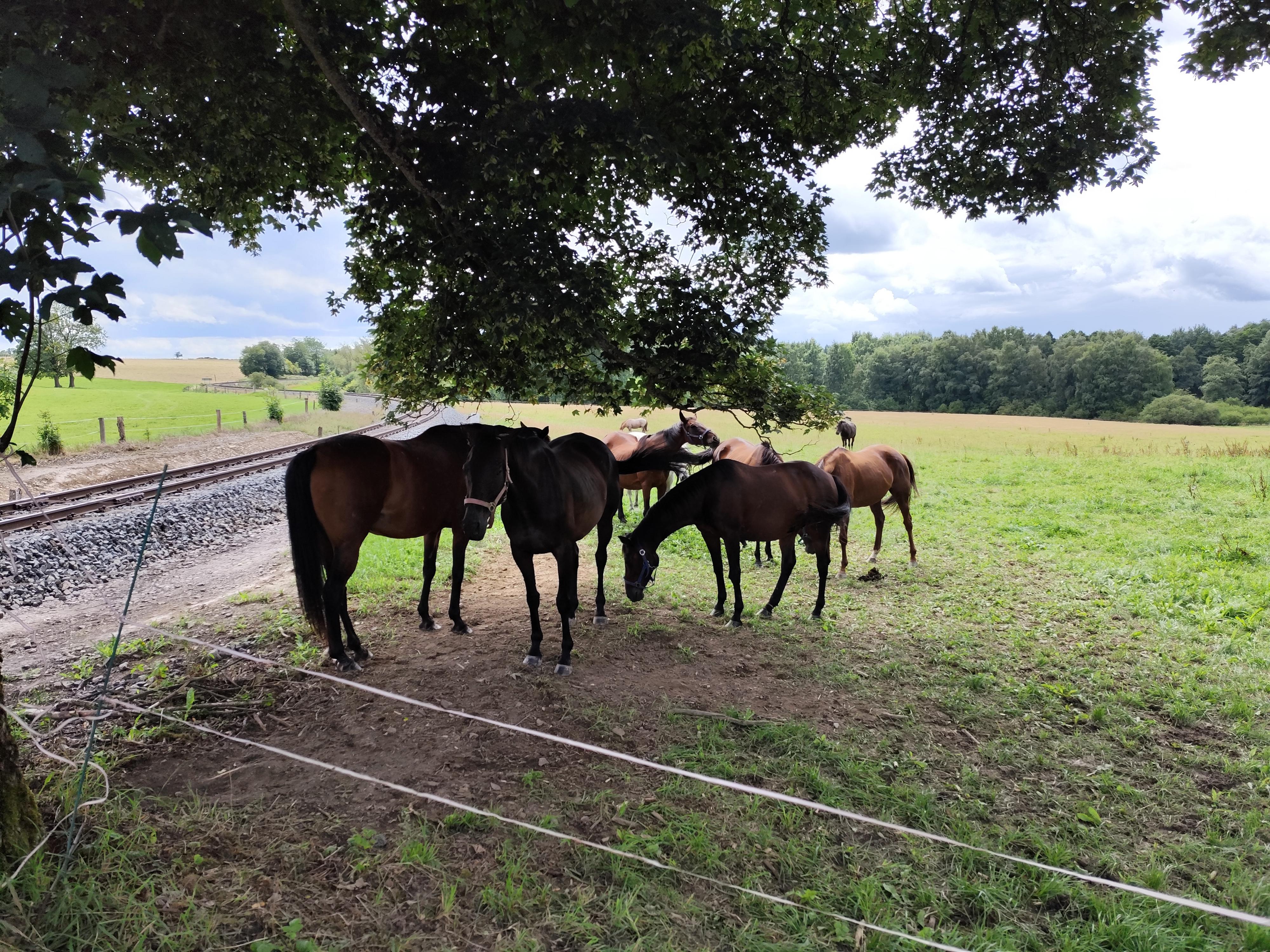 Stáj Štítary foto 3