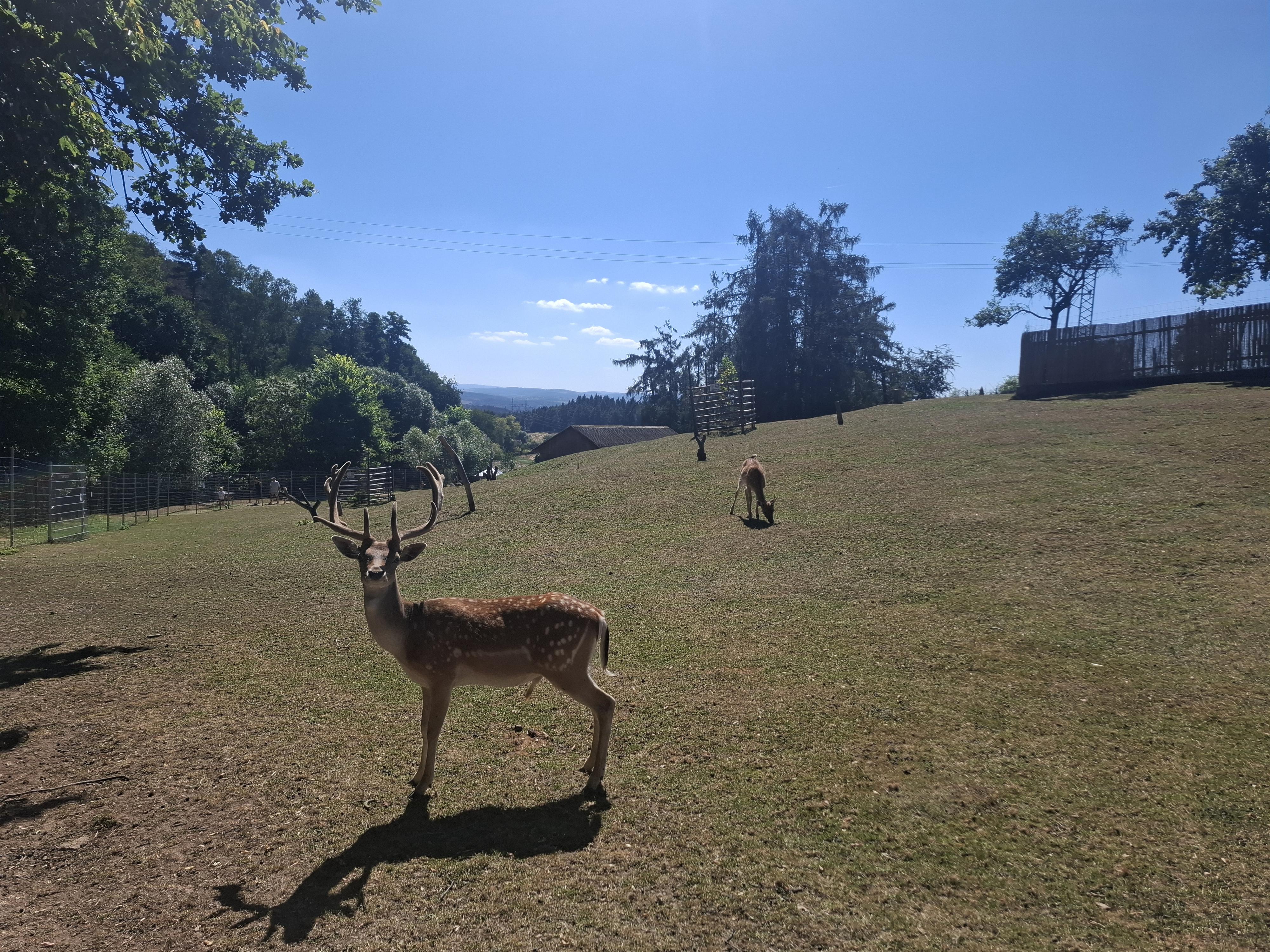 ZOOPARK jeleni Homole, z.s. foto 6