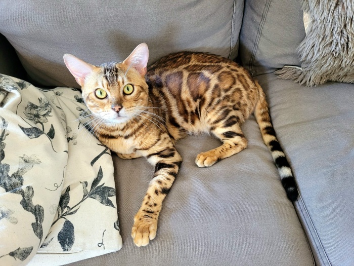 BeBePets - chovatelská stanice Bengálských koček foto 3