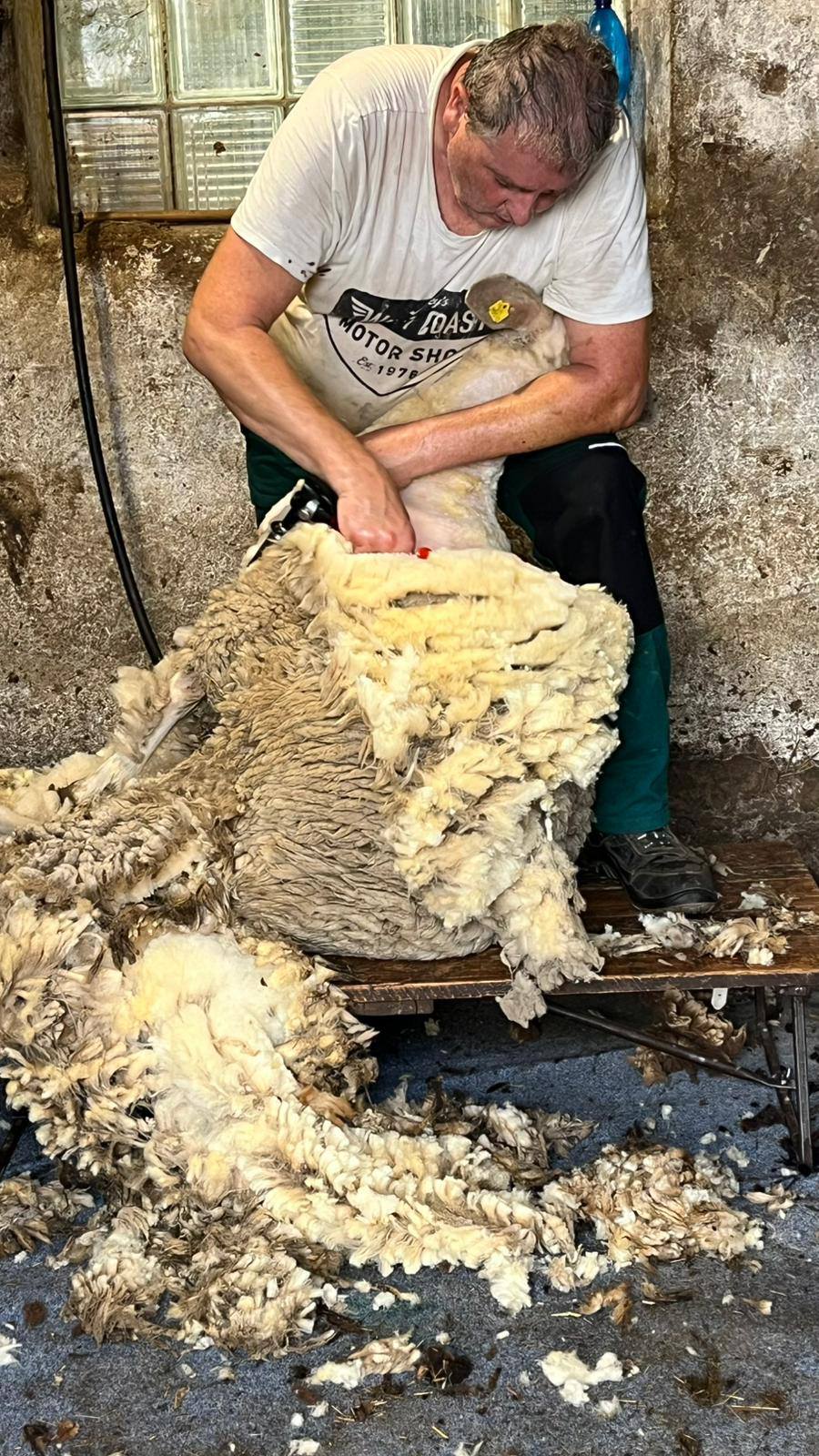 František Pospíšil - střihání ovcí foto 4