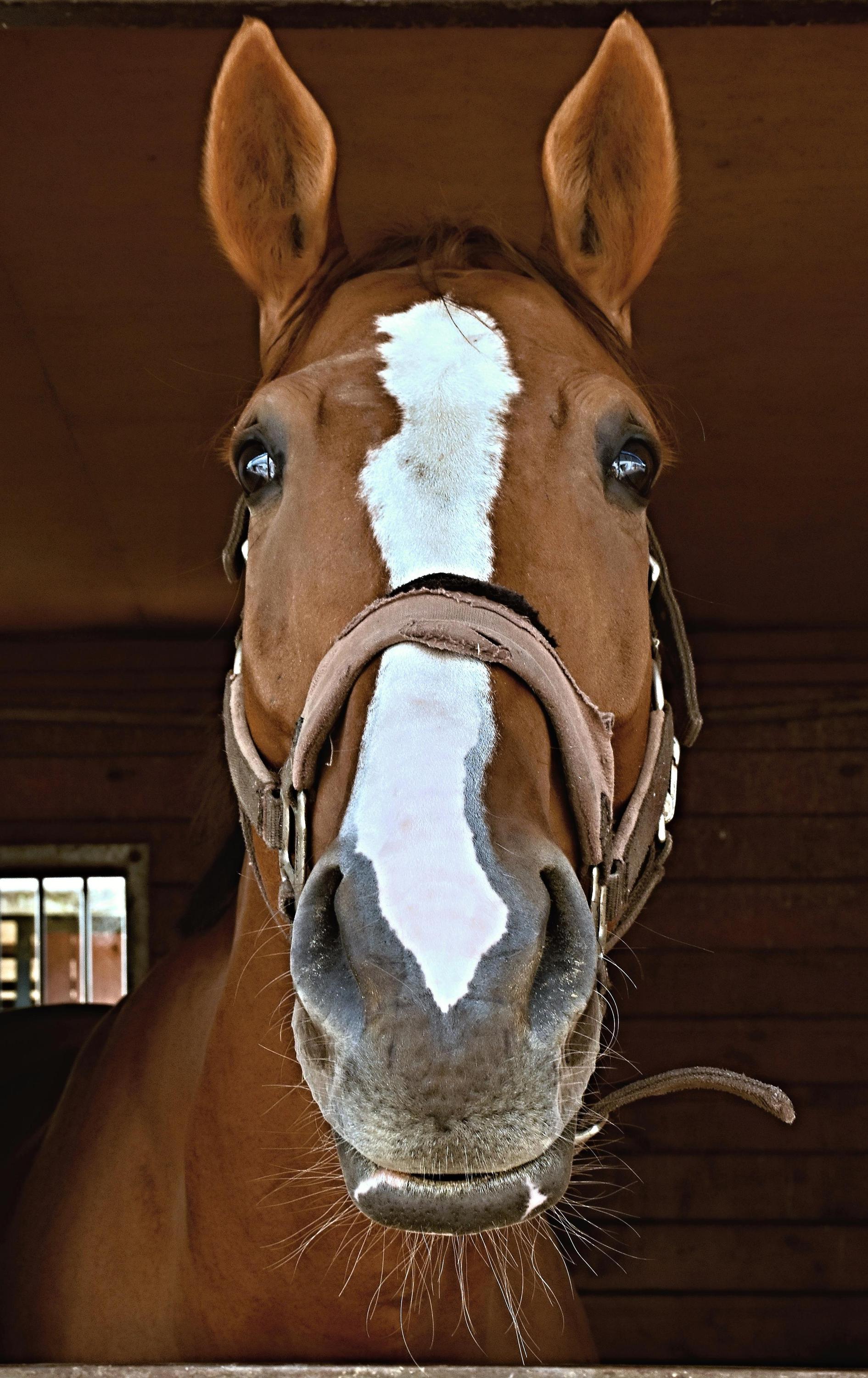 Jezdecký klub Opava - Kateřinky foto 5