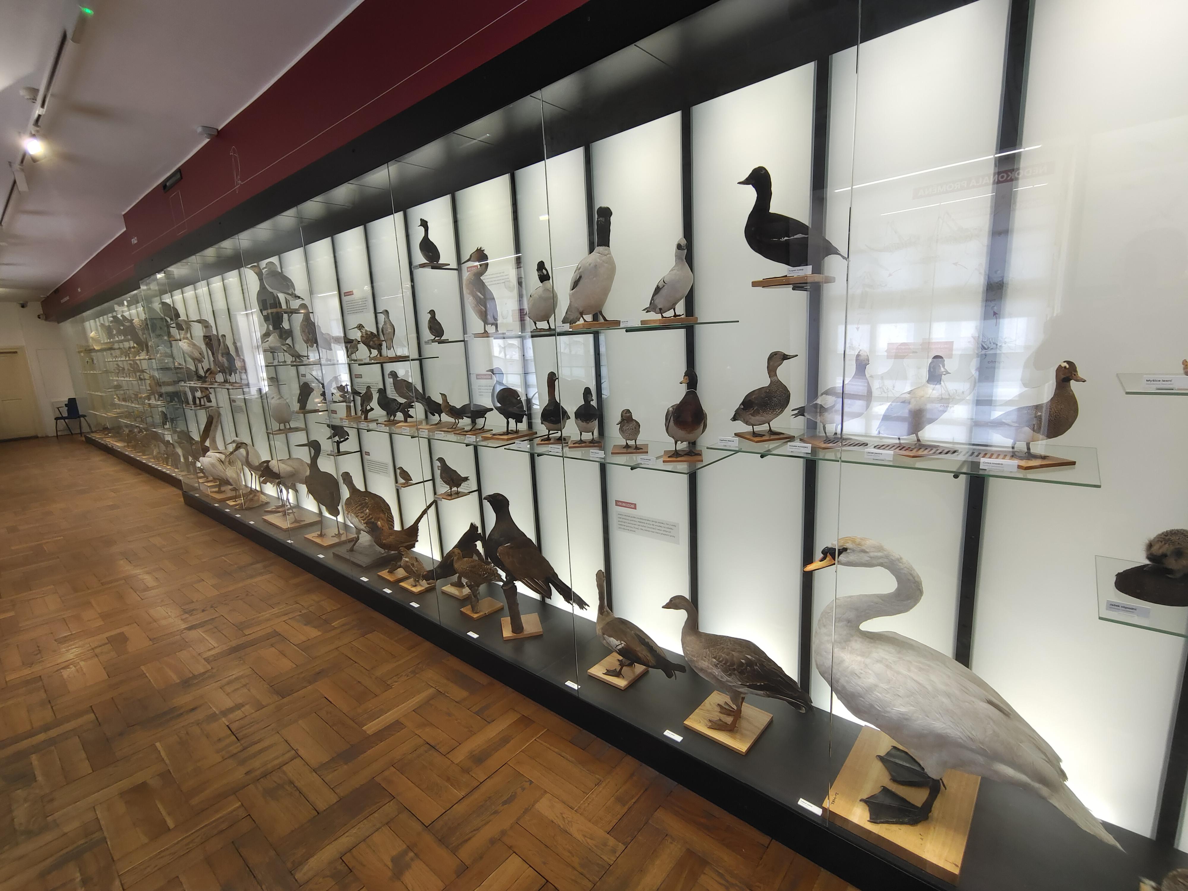Vlastivědné muzeum v Olomouci foto 3