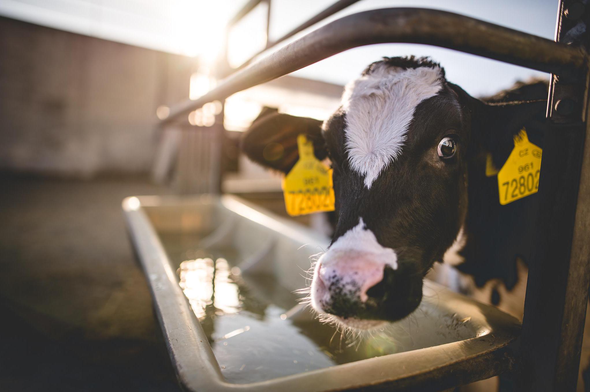 Poradenství a servis v oblasti chovu skotu Jiří Kostkan