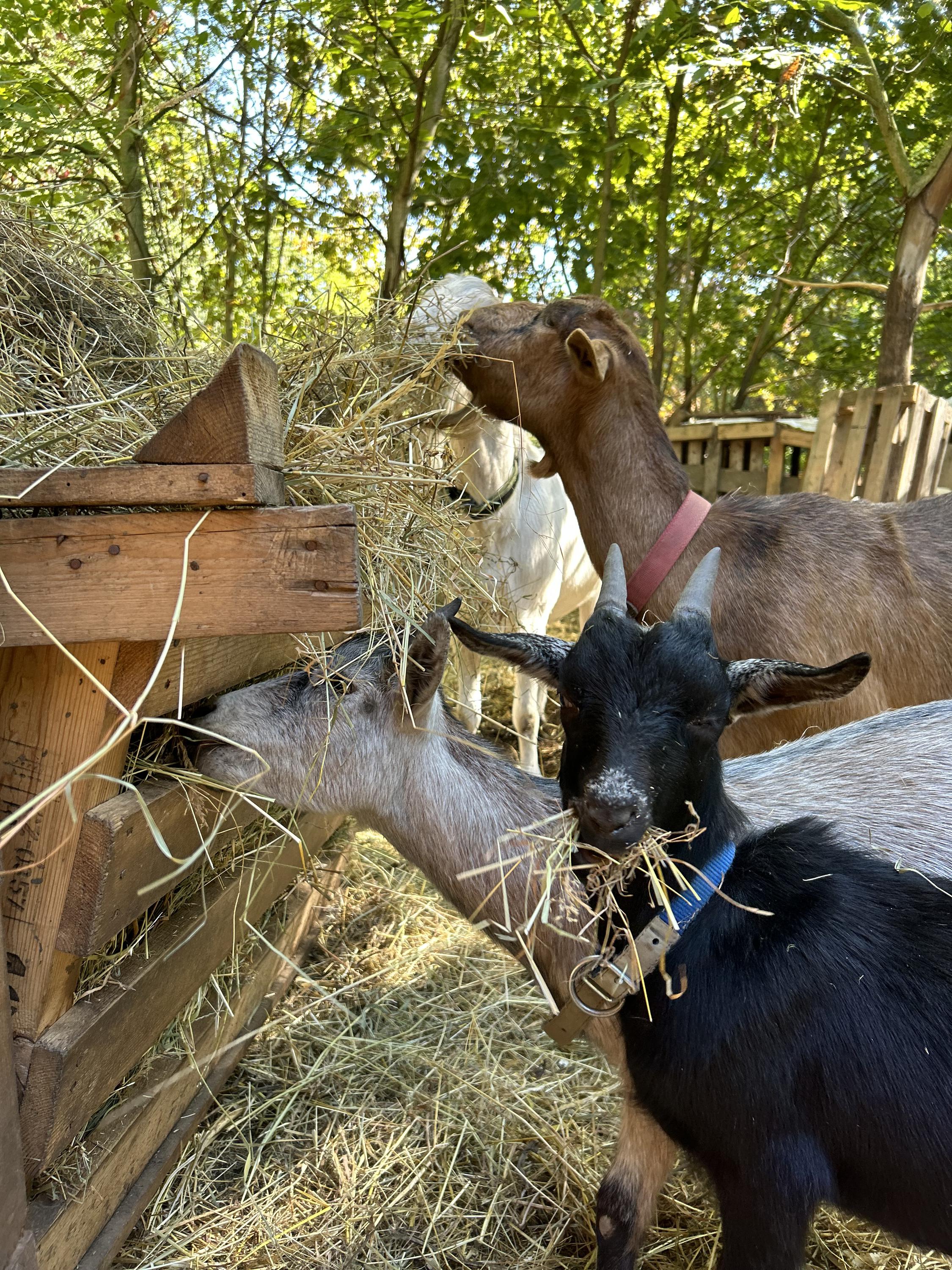 Malý farmář komunitní zahrada foto 4