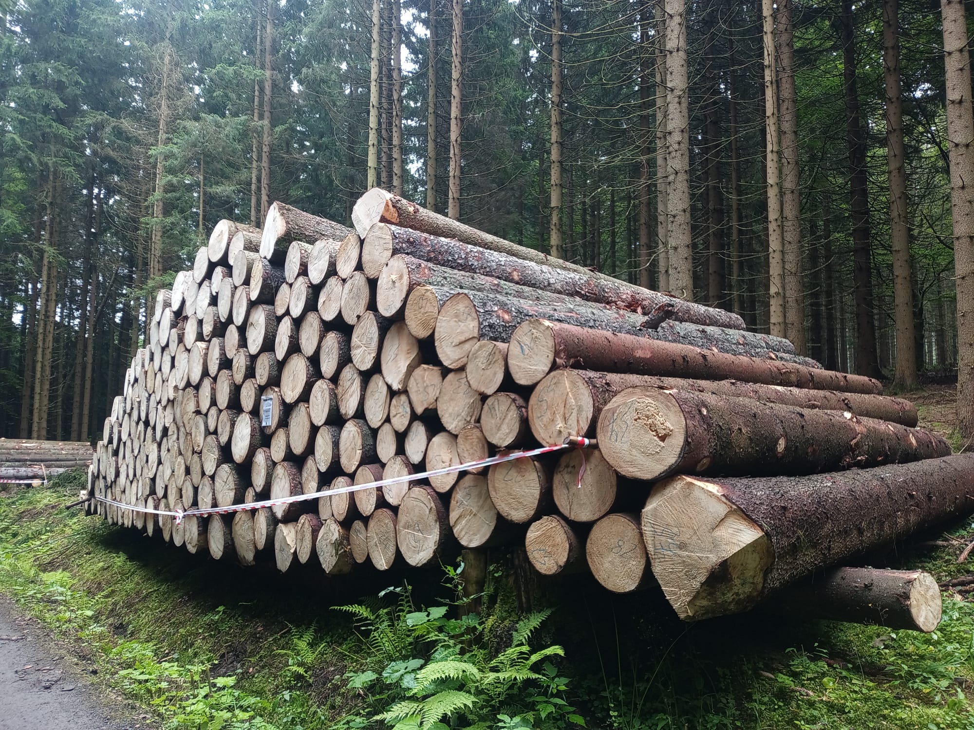 Palivové dřevo Nymburk foto 4