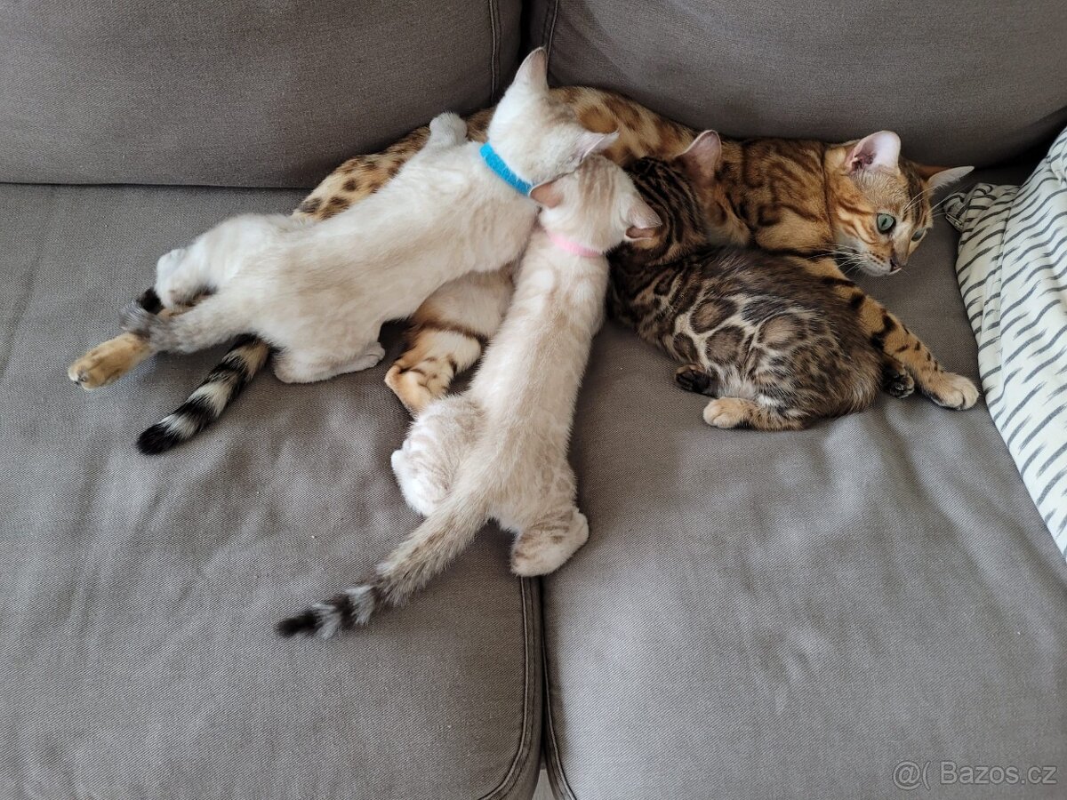BeBePets - chovatelská stanice Bengálských koček foto 3