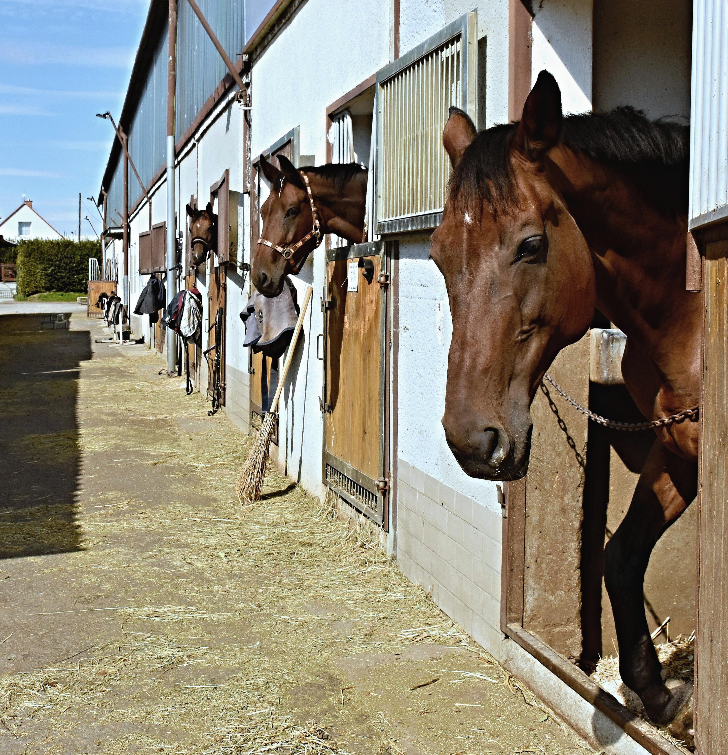 Jezdecký klub Opava - Kateřinky foto 4