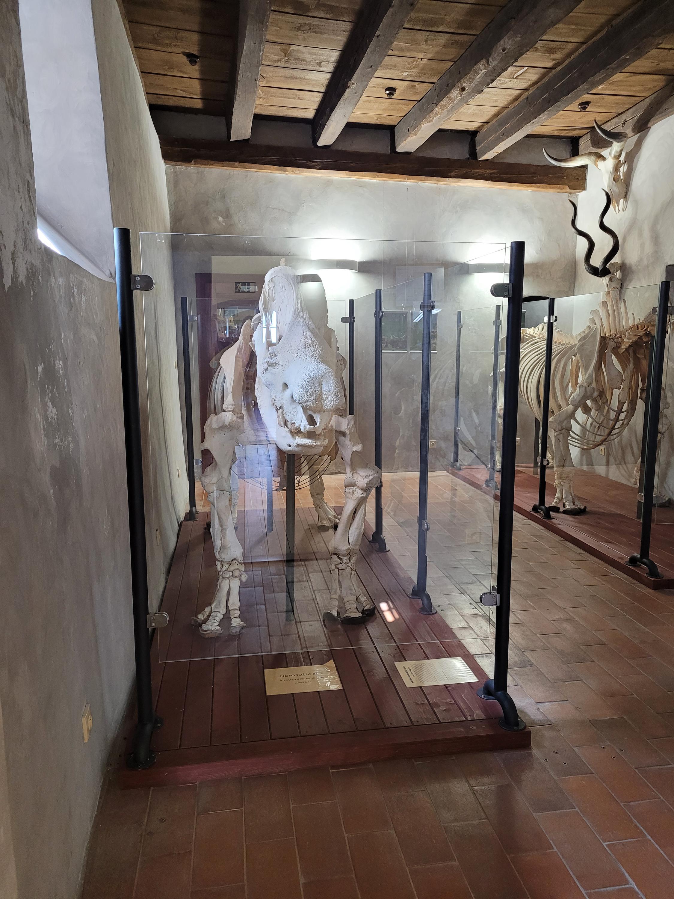 Zoologické muzeum foto 4