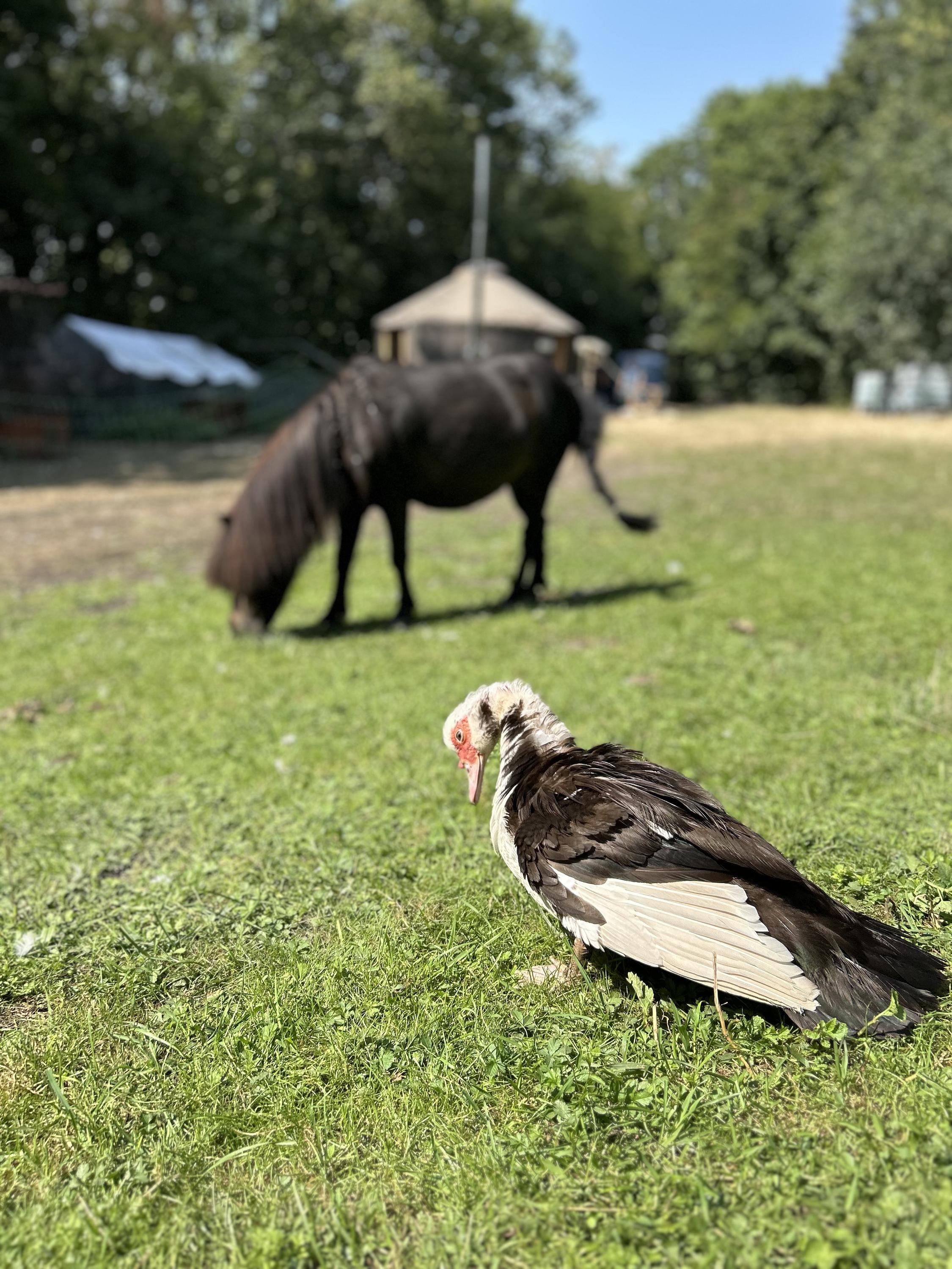 Malý farmář komunitní zahrada foto 5