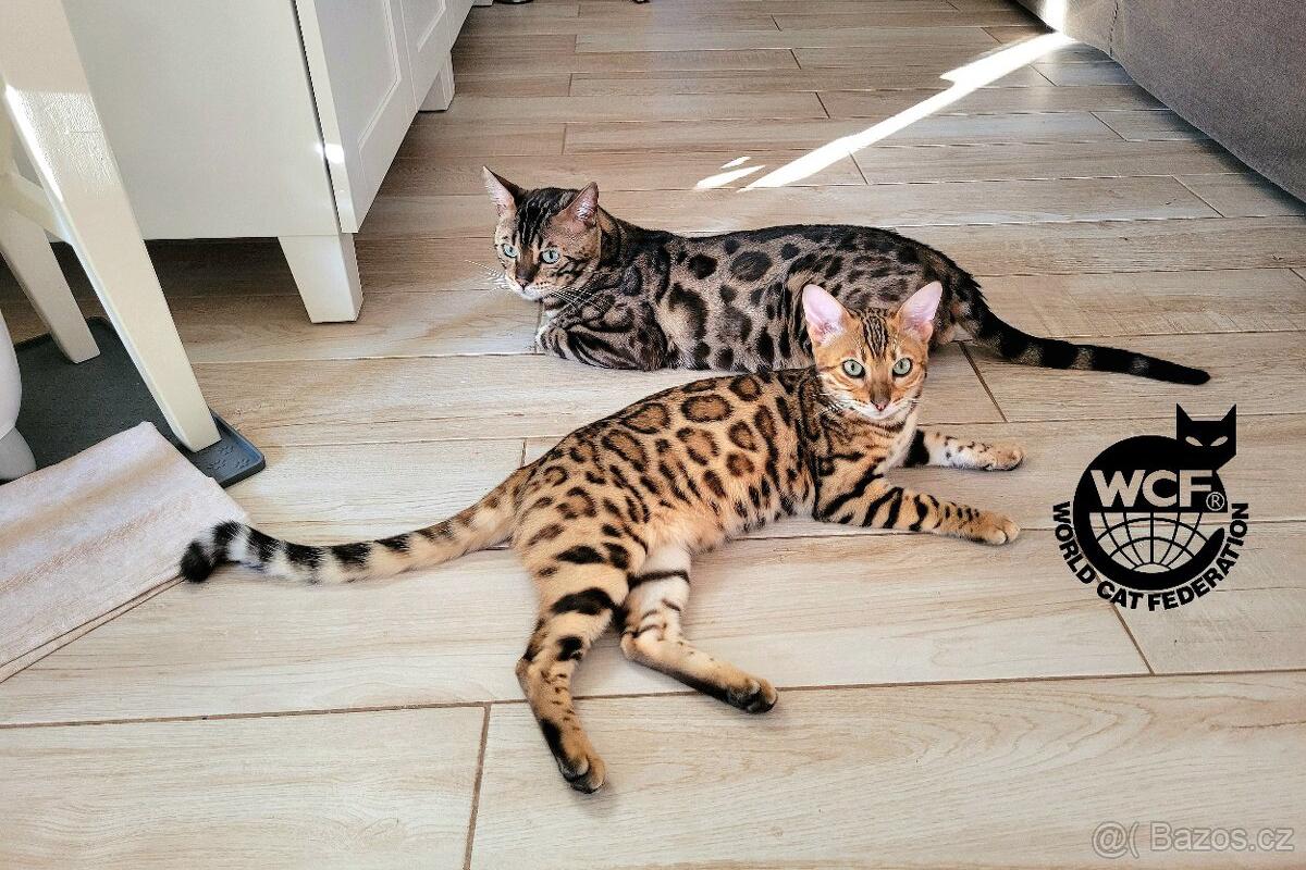BeBePets - chovatelská stanice Bengálských koček foto 1