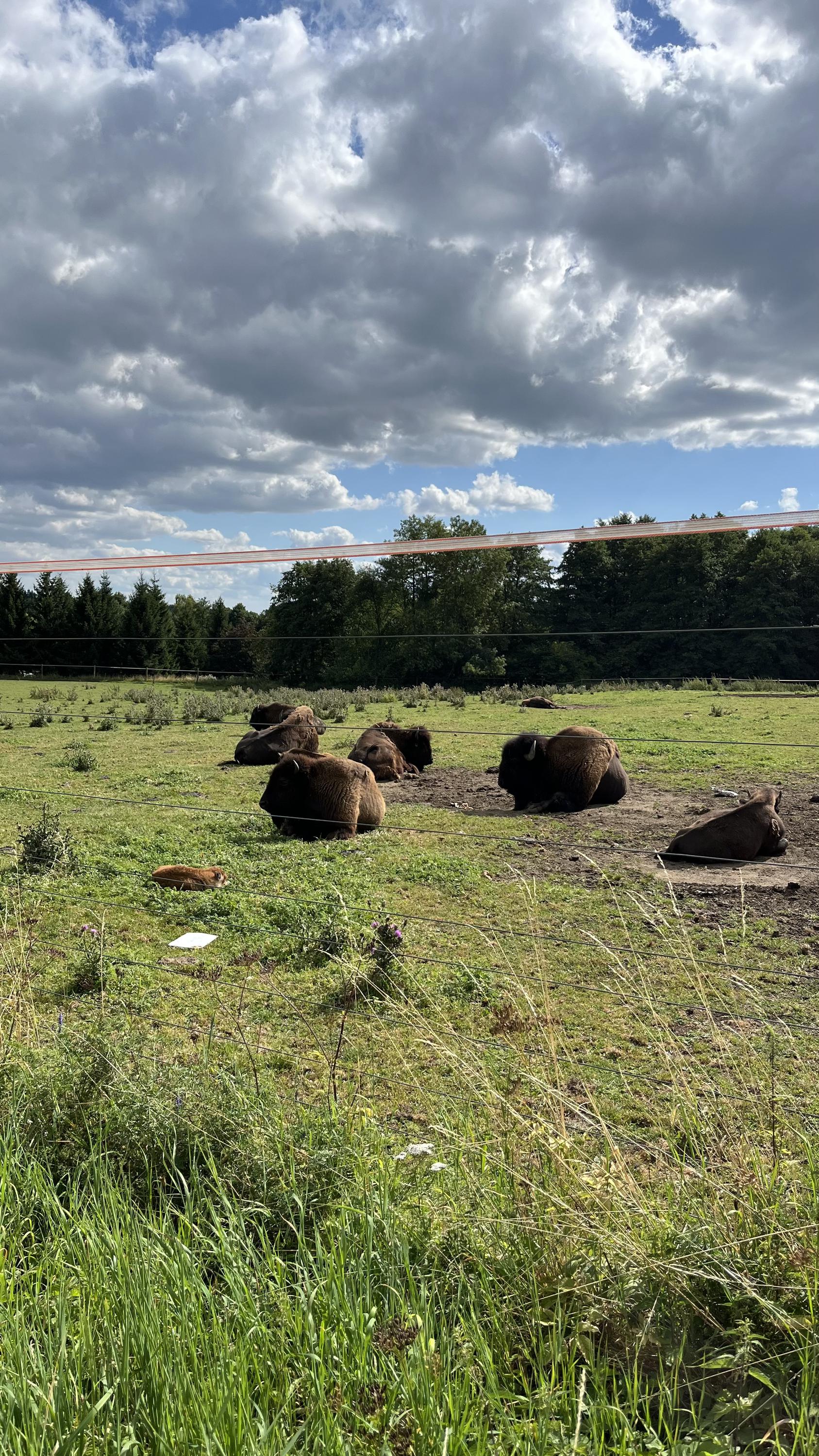 Hospůdka a penzion U bizona foto 5