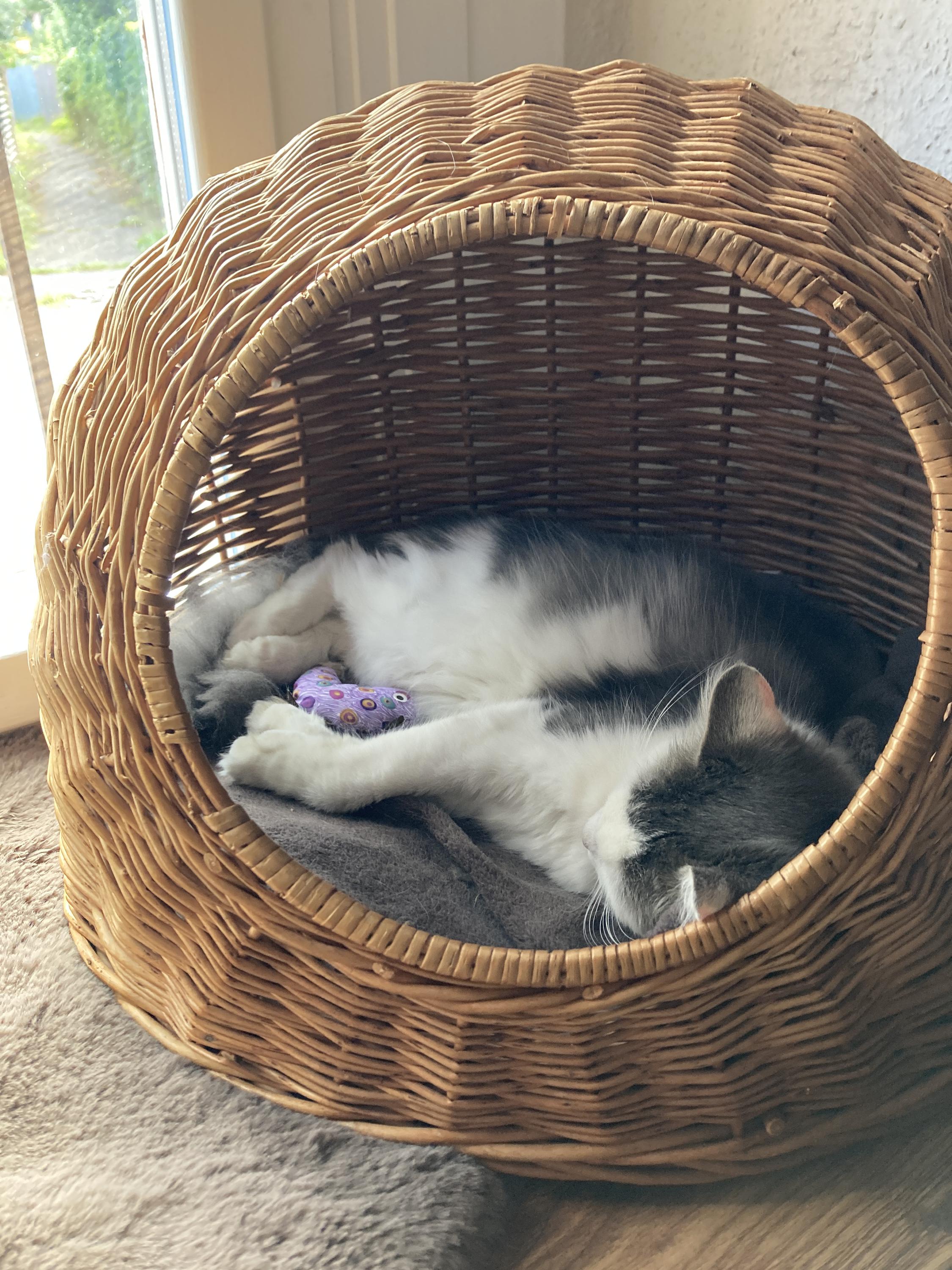 Kočičí kavárna u řeky foto 4