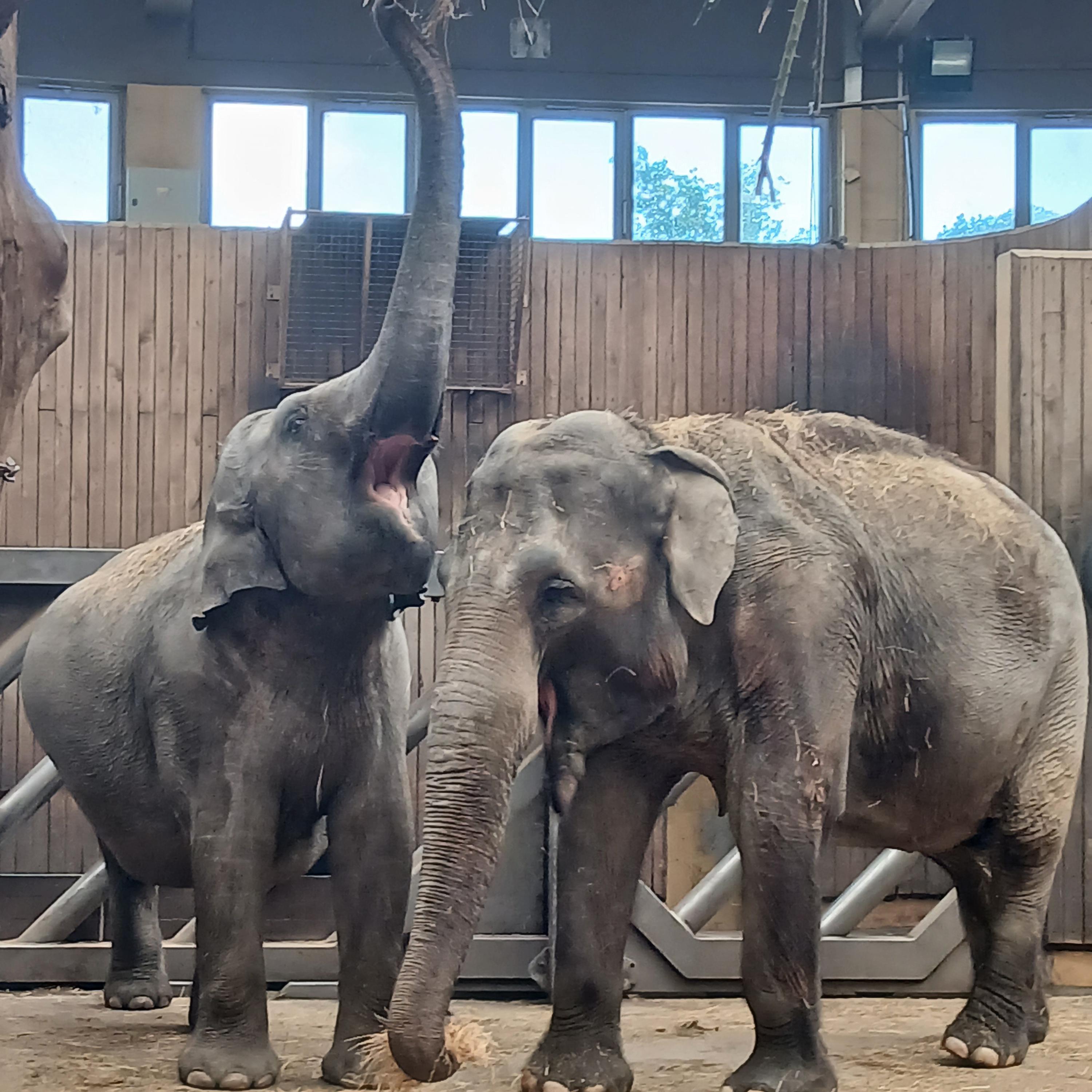 Zoologická zahrada a botanický park Ostrava foto 5