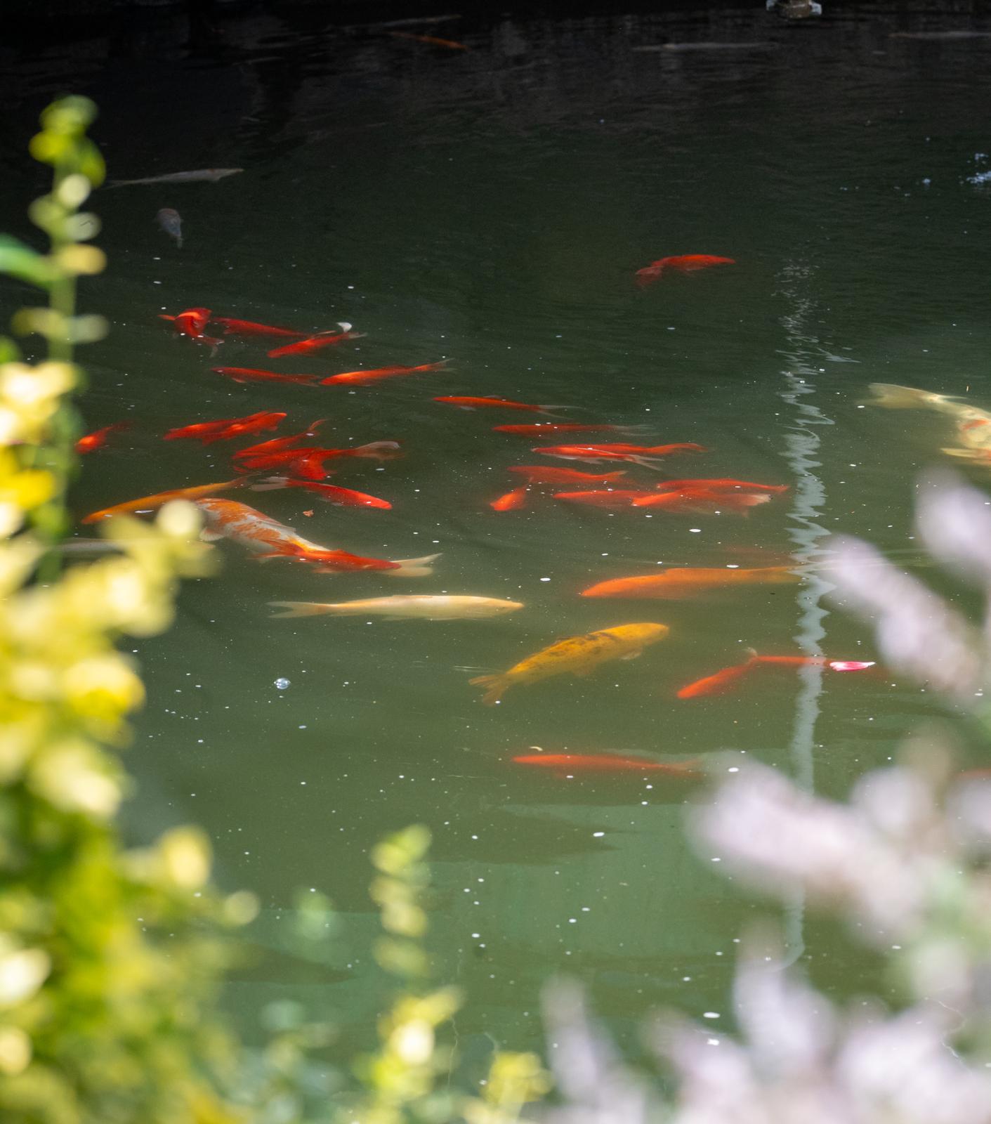 Štičí líheň - ESOX foto 3