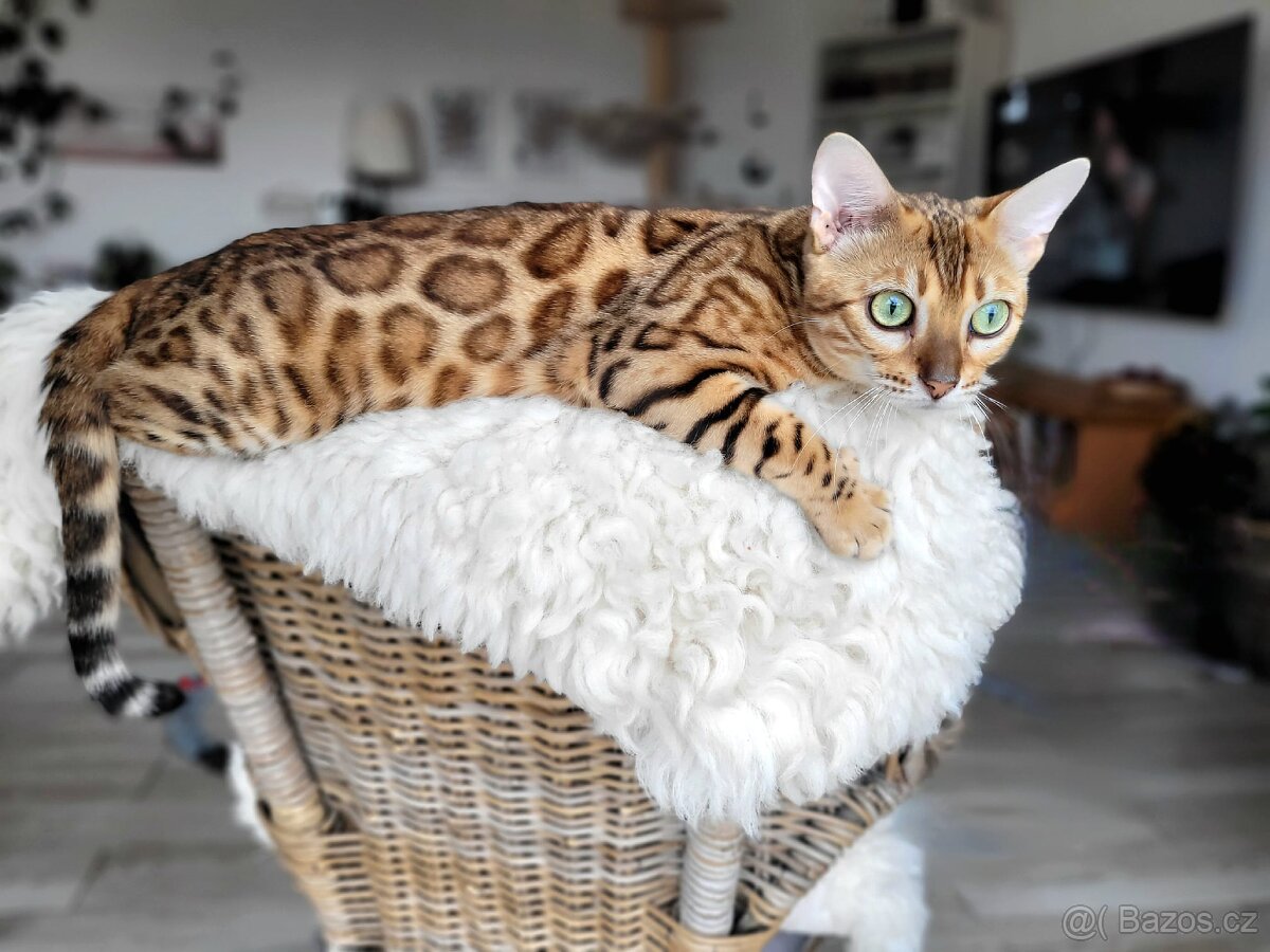 BeBePets - chovatelská stanice Bengálských koček foto 2