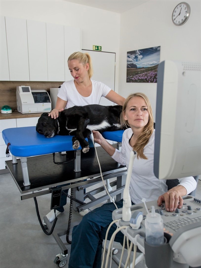 VET-S e-shop foto 2
