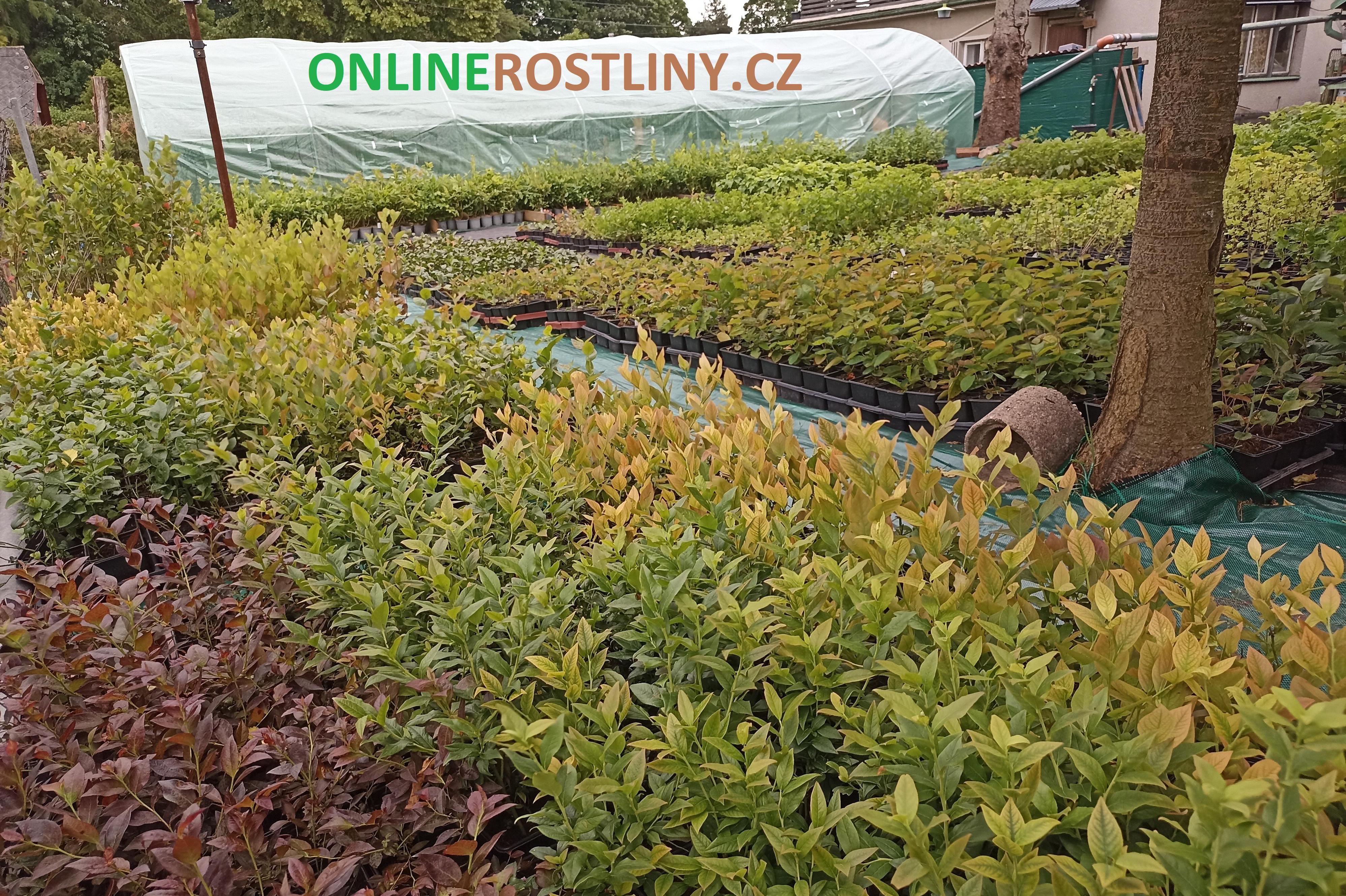 Onlinerostliny.cz foto 1