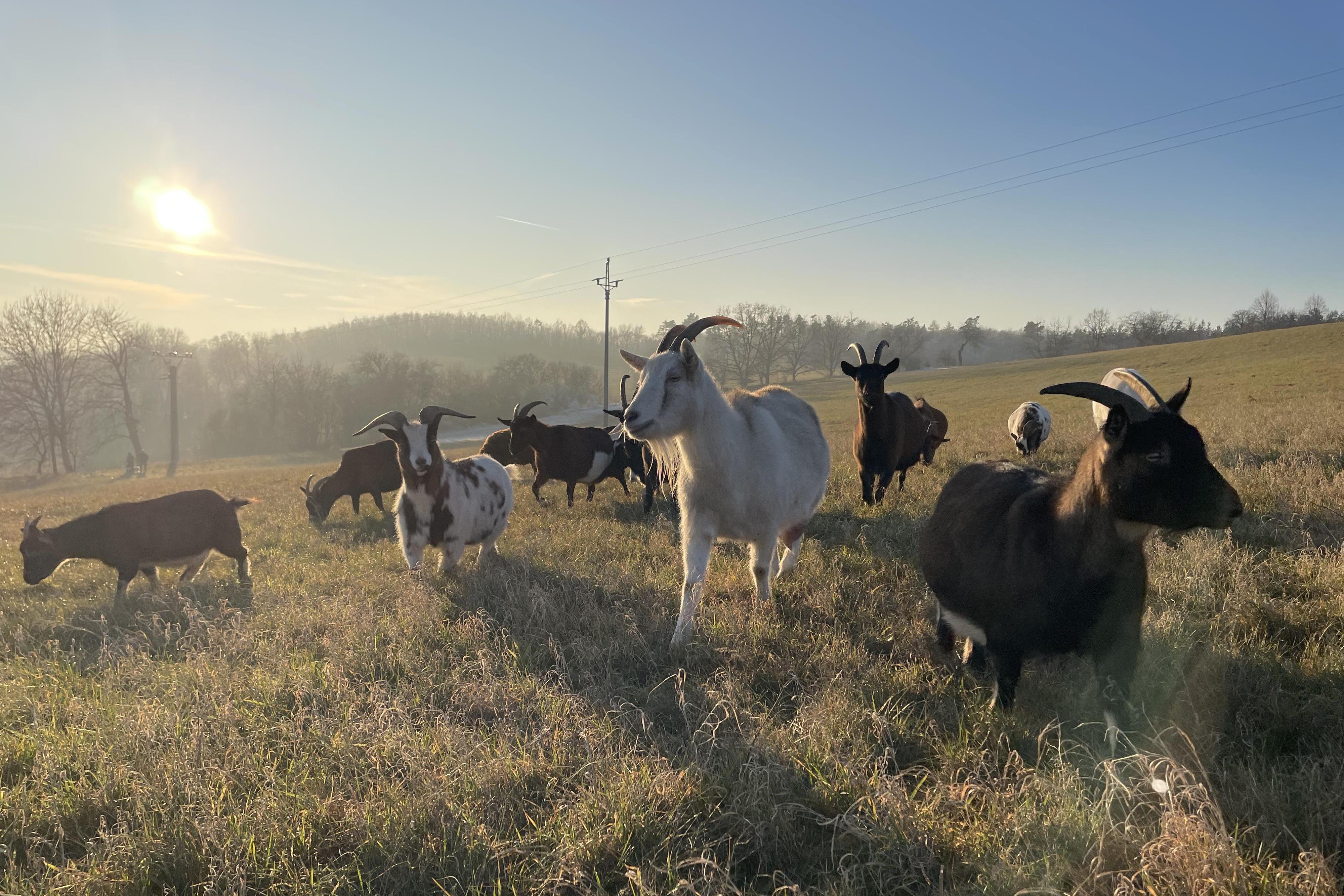 Kozí pelíšek, z.s.