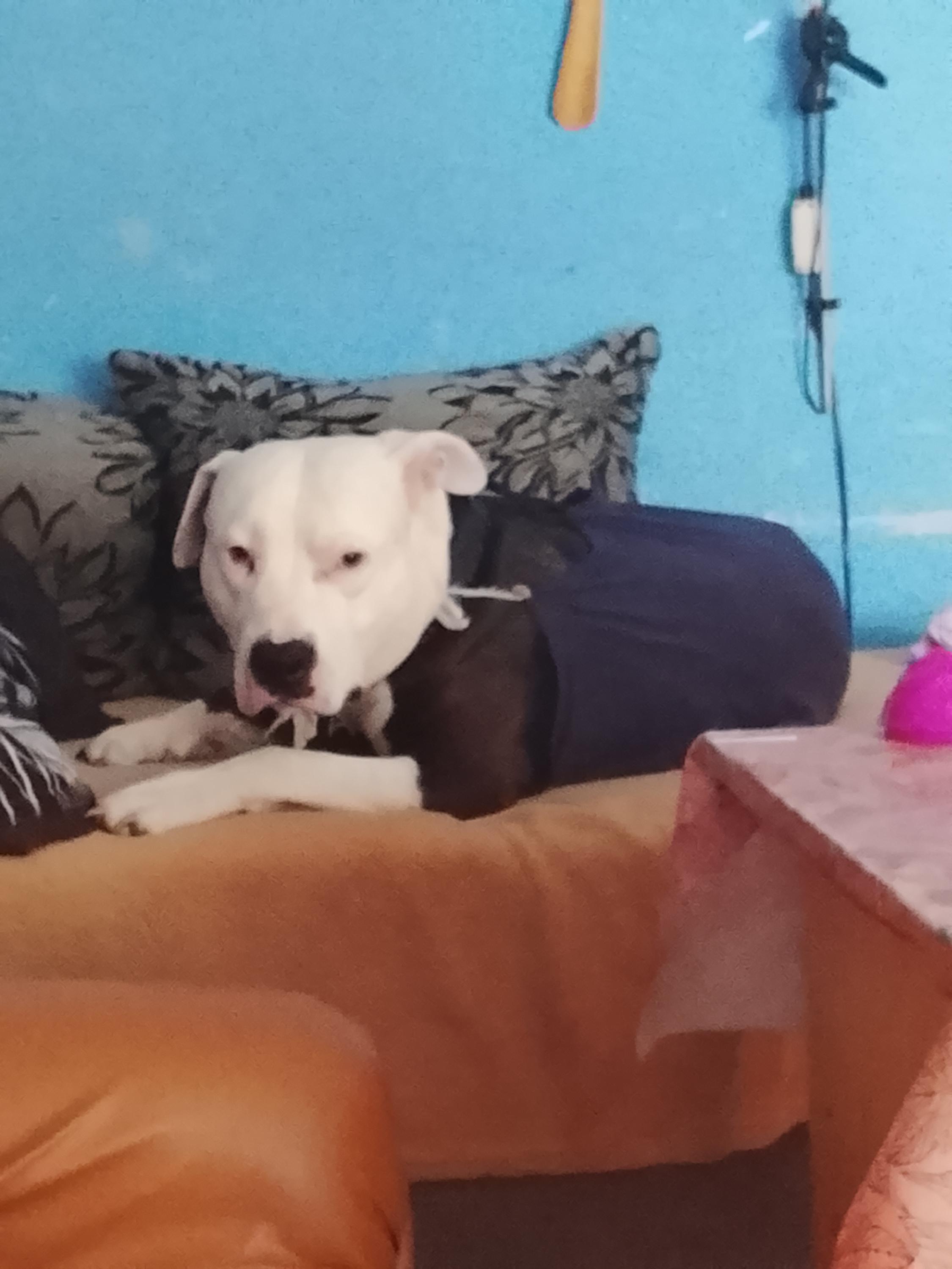 Veterinární klinika Mi-Vet foto 5