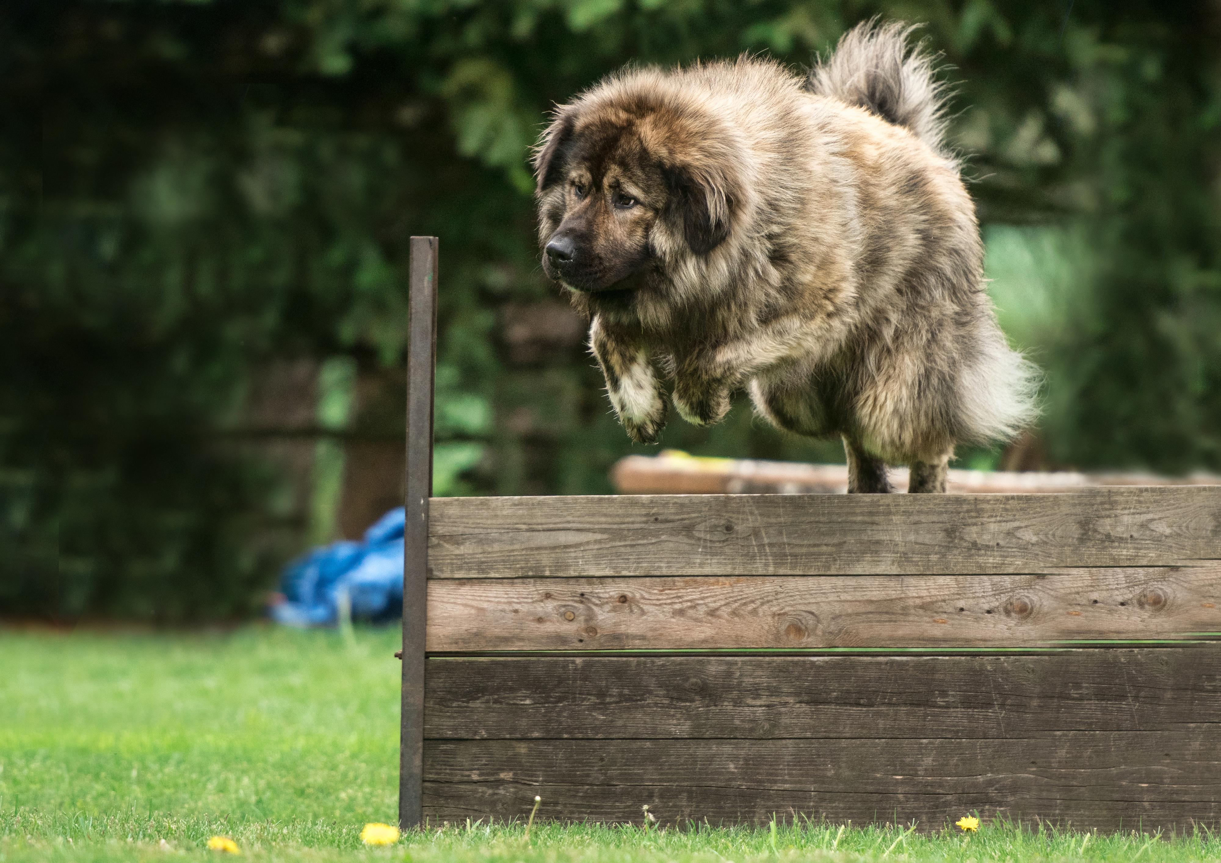 Chovatelská stanice Lištička K9 (CCOC) foto 2