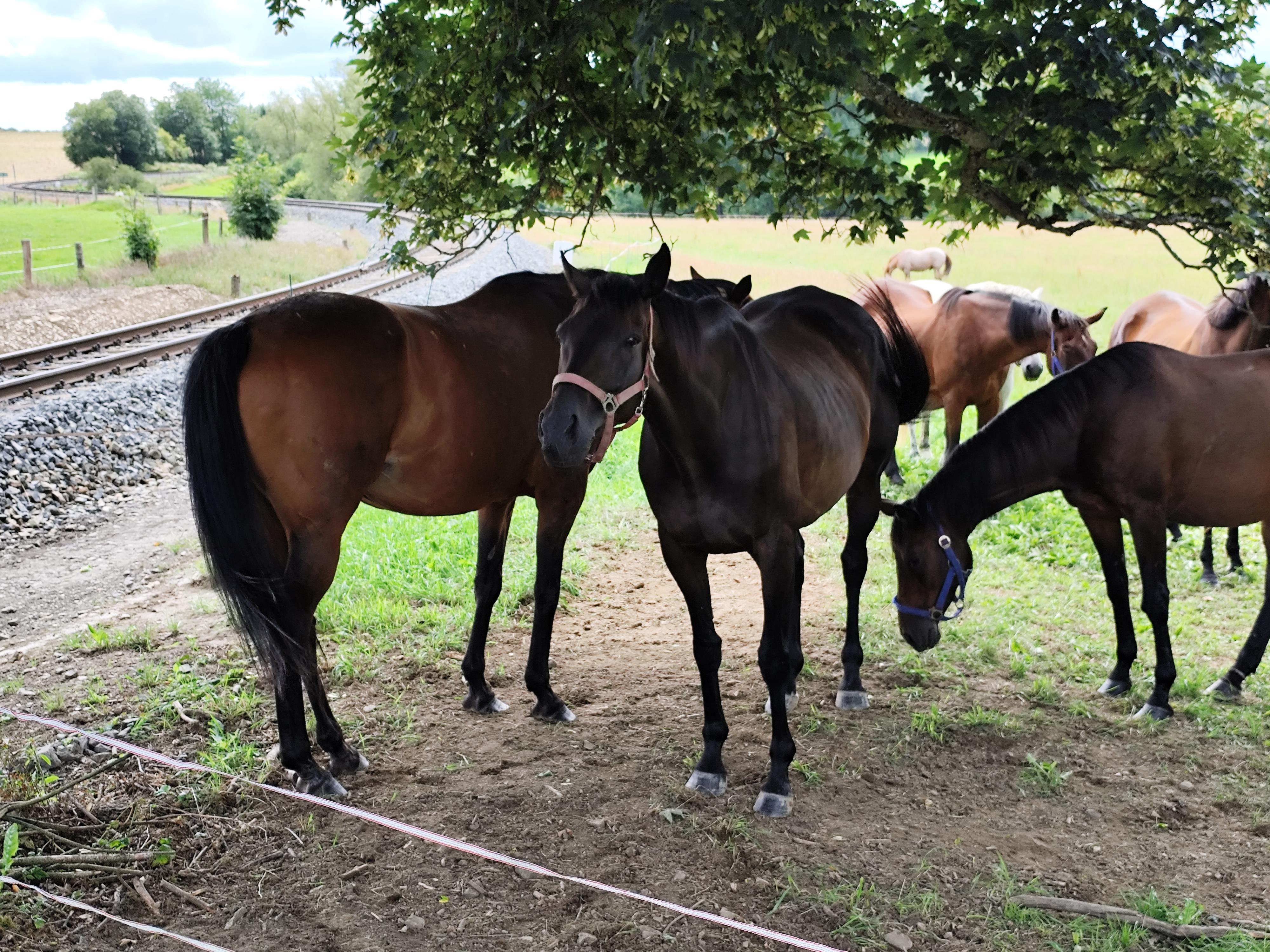 Stáj Štítary foto 4