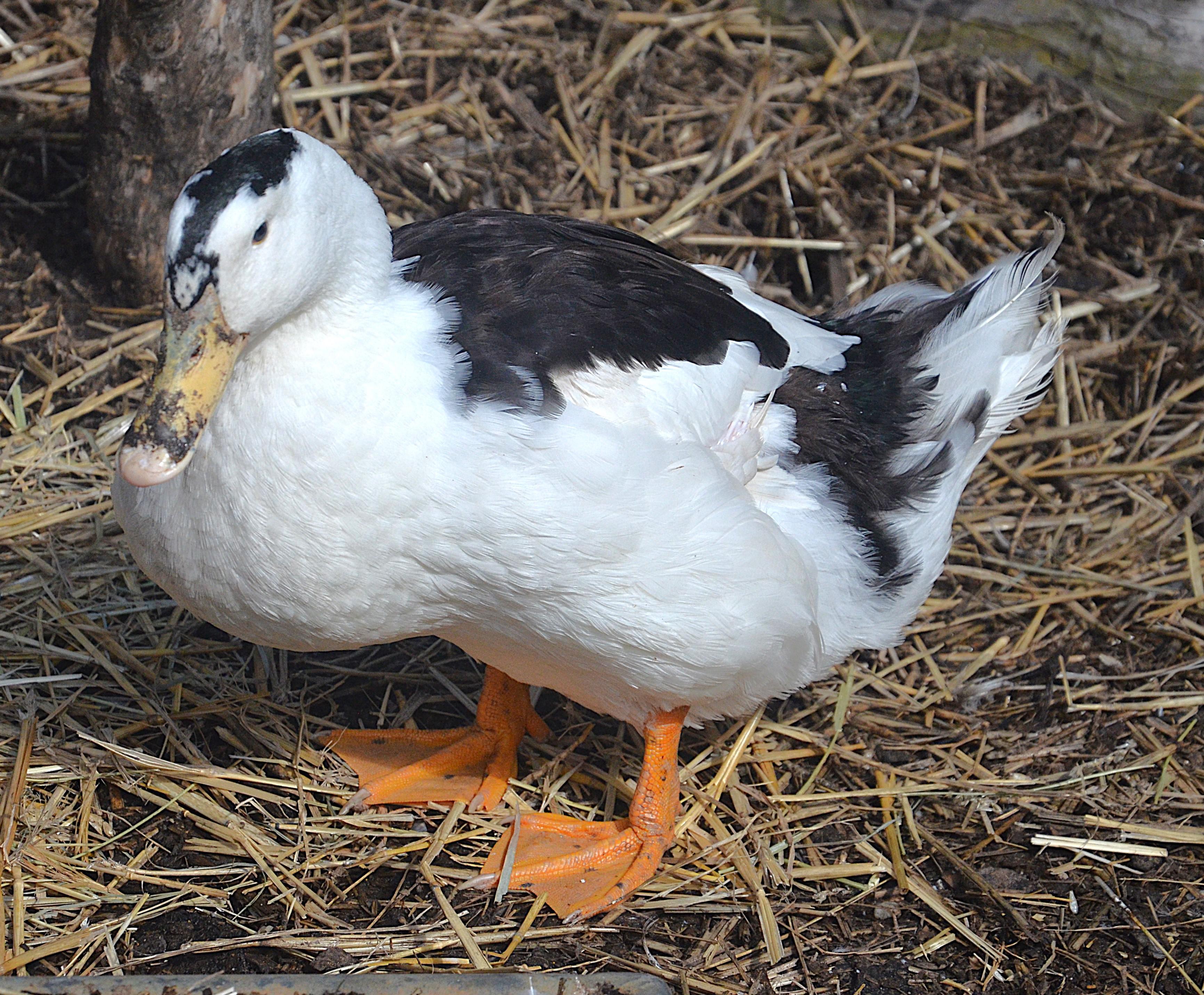 Selský dvorek Veteráni Litvínov foto 5
