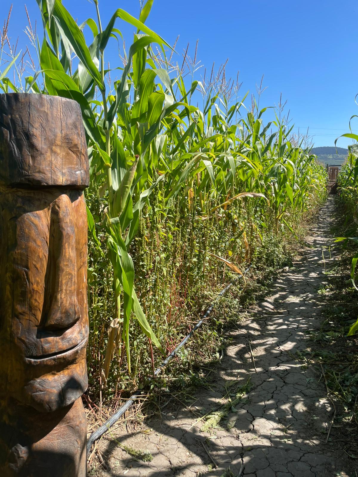 Kukuřište- Kukuřičné Bludiště foto 3
