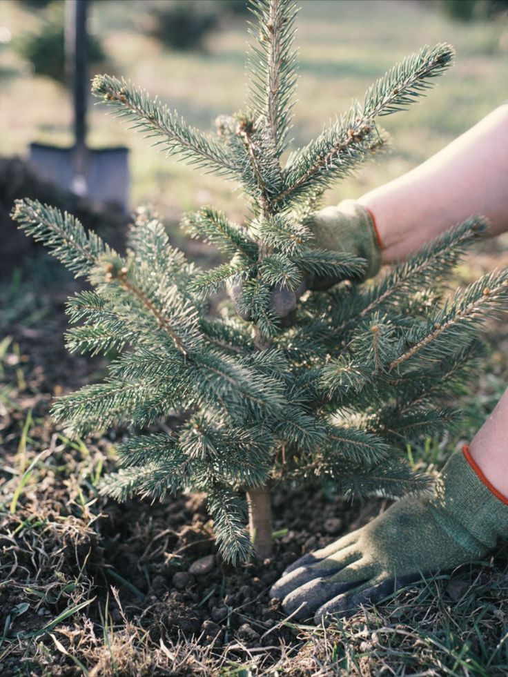 K&K garden & forest servis foto 3