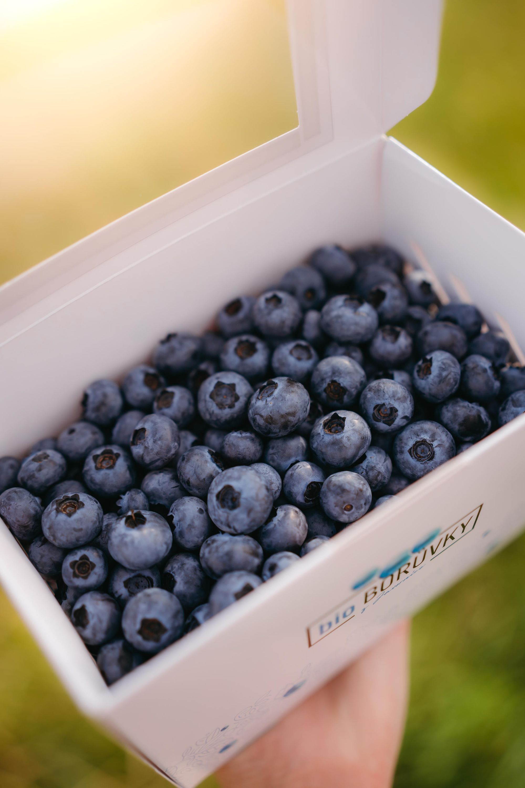 Bio Borůvky z Javornice foto 3