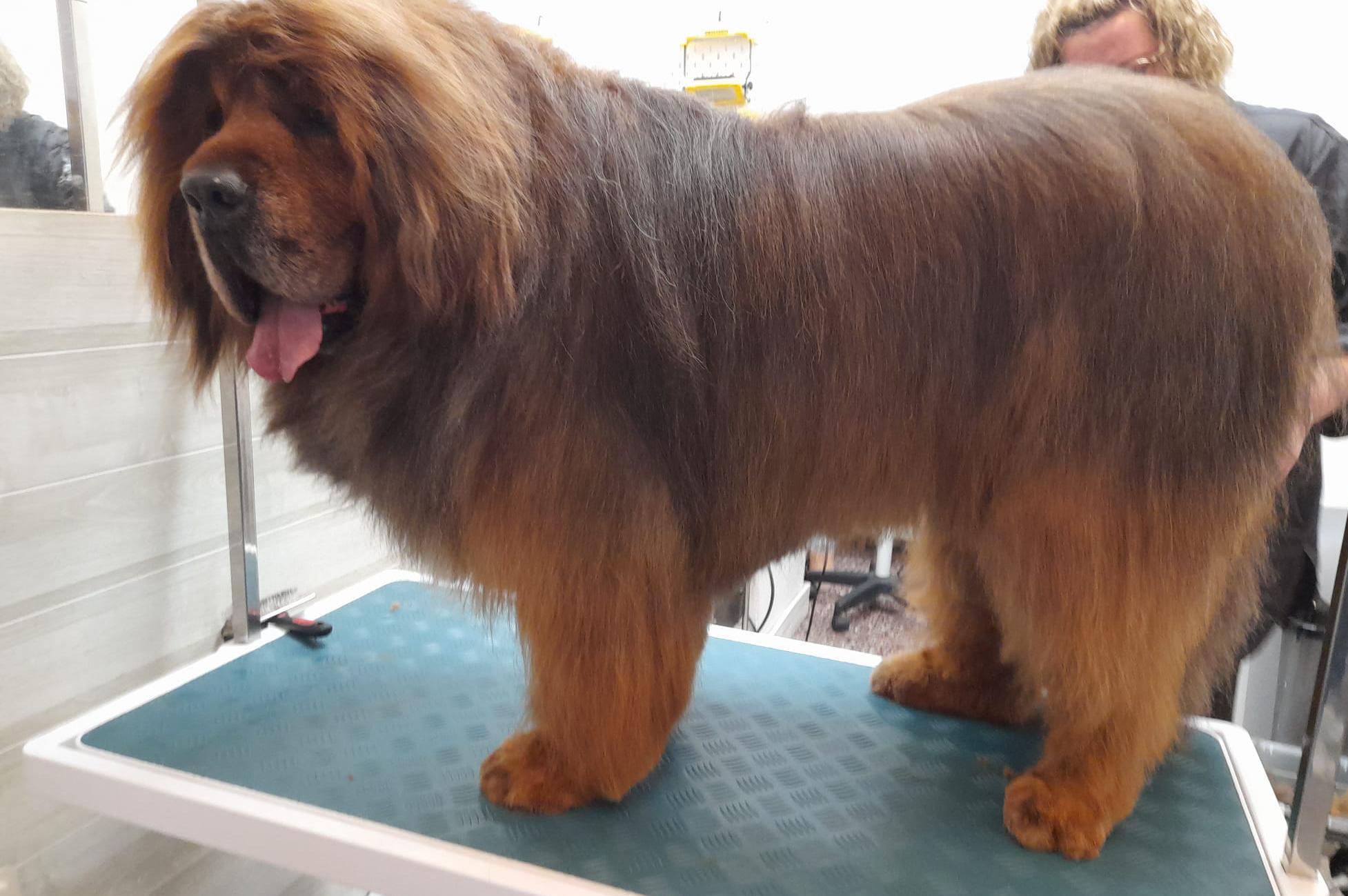 Salón Psí krása - Grooming Salón