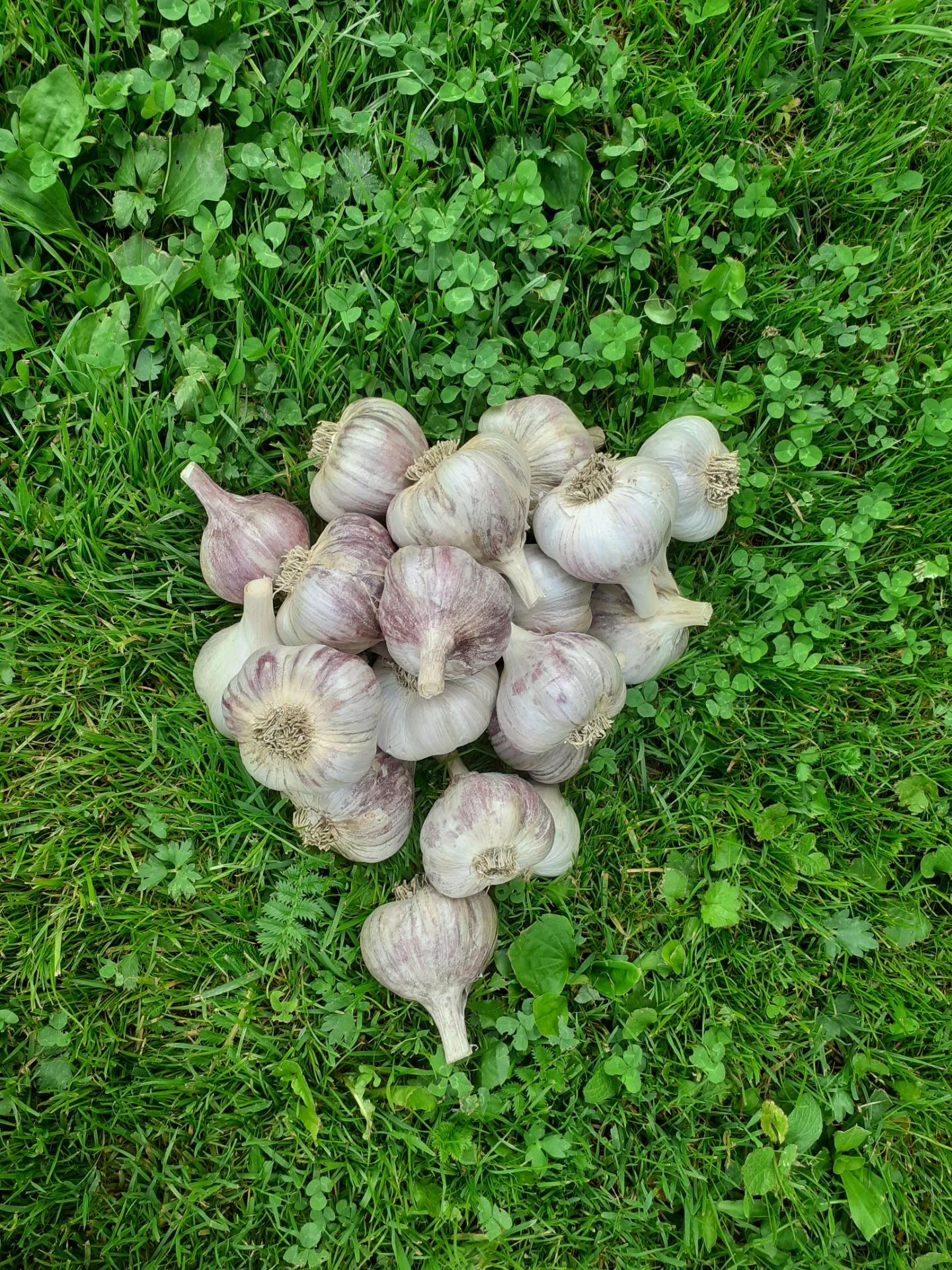 Rodinná farma Mahouš foto 5