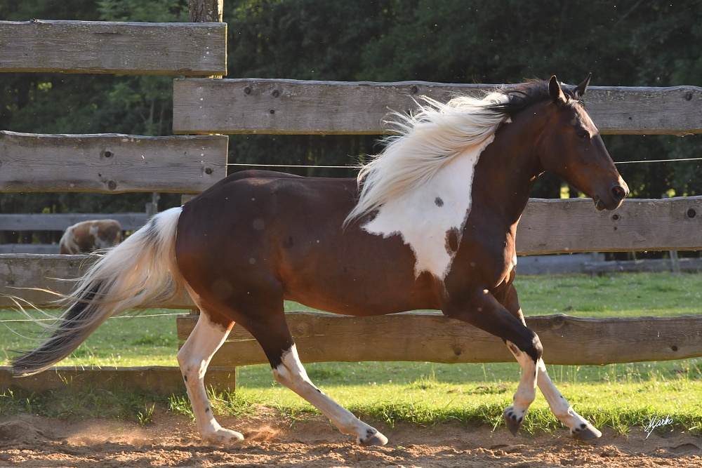 Mustang Trace foto 4