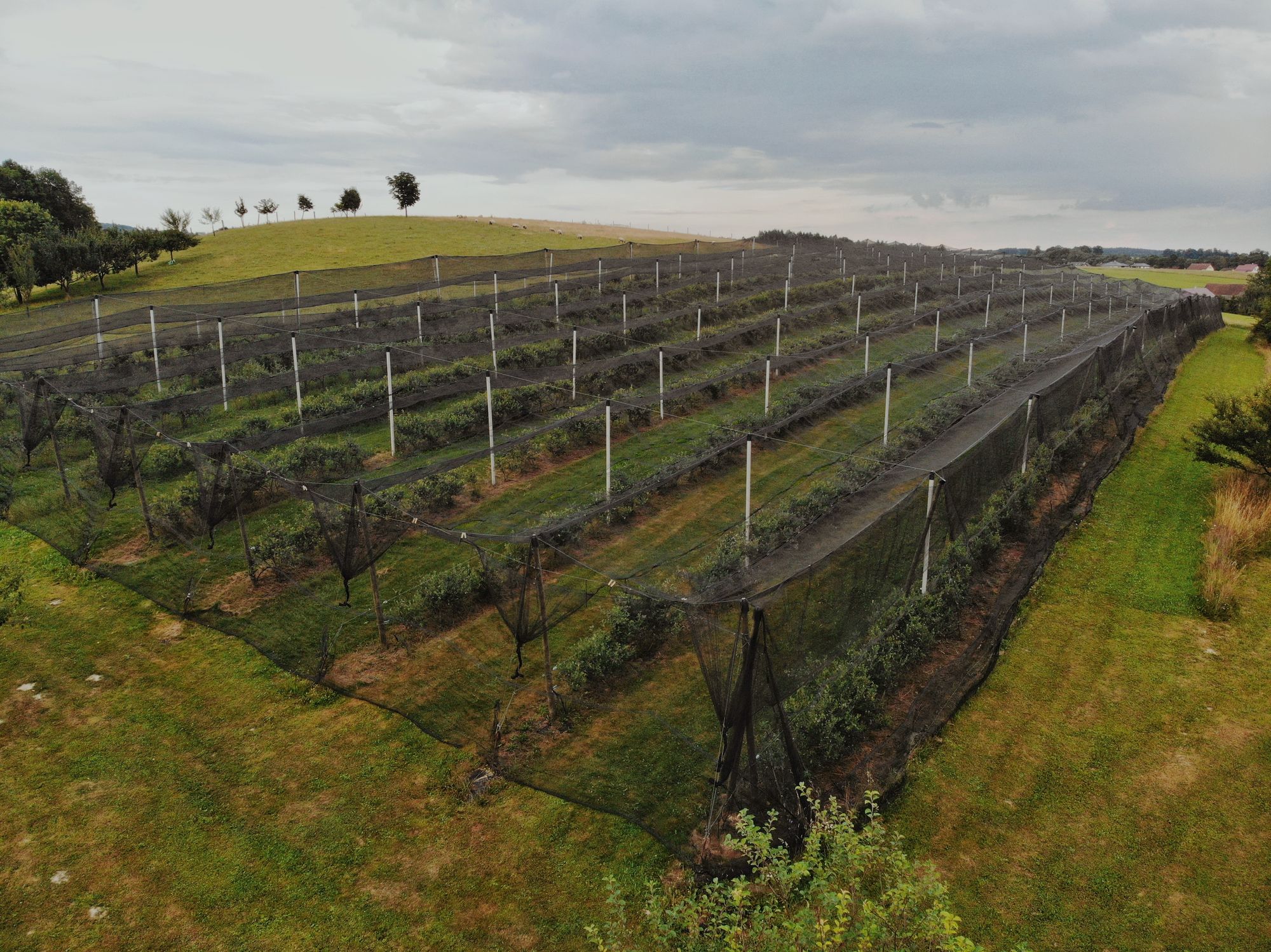 Bio Borůvky z Javornice foto 5