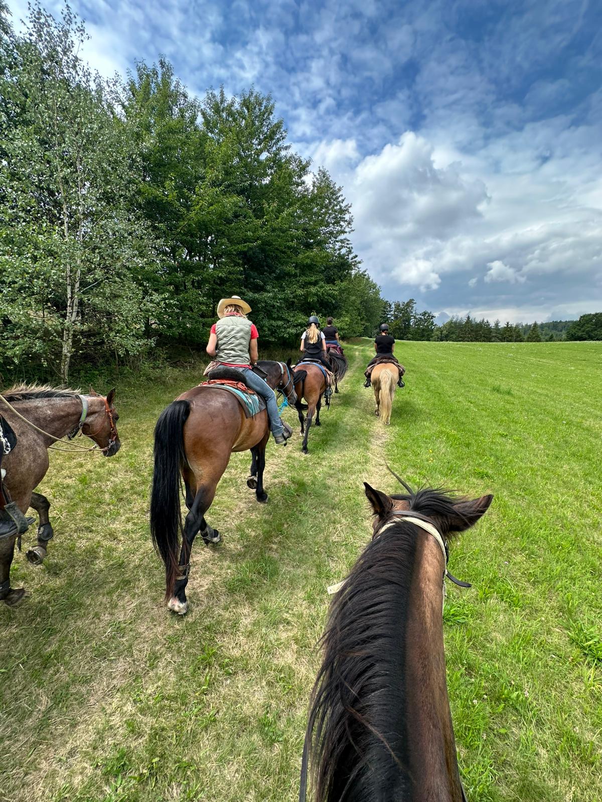 Horse Activity foto 4