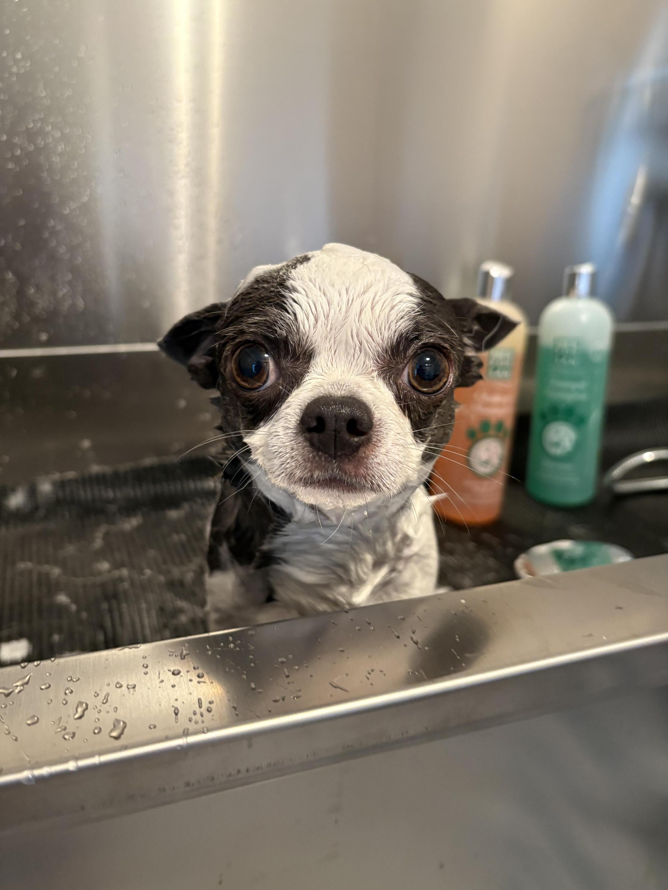 Stříhání psů Sansa foto 4