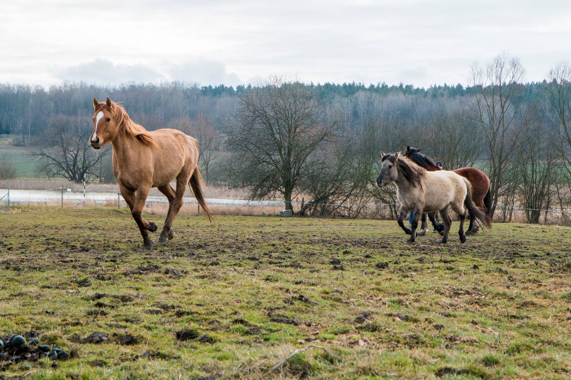 Stáj Na Jamajce foto 3